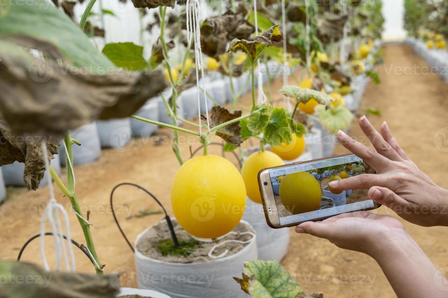 agriculteur observant une photographie de melon déposée dans un téléphone portable photo