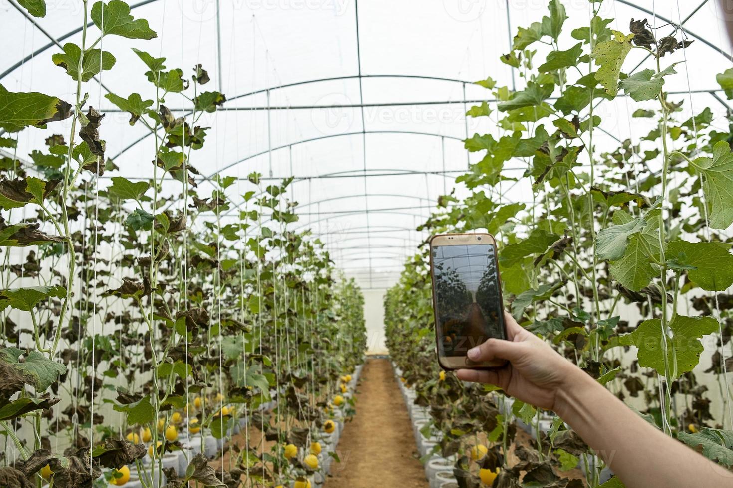 agriculteur observant une photographie de melon déposée dans un téléphone portable photo