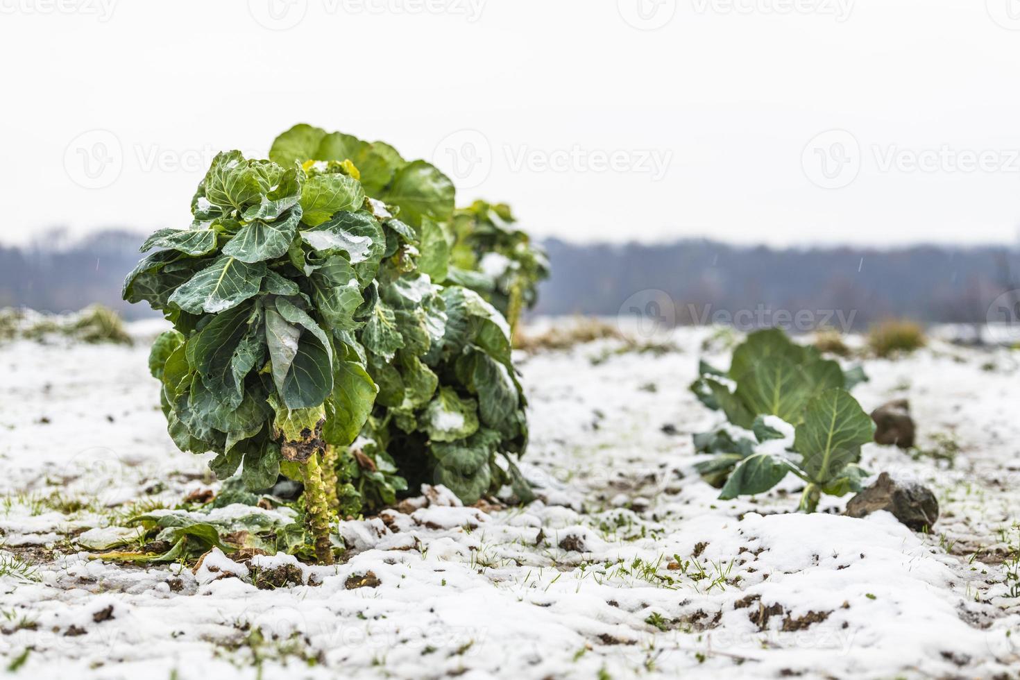 première neige sur les villes des collines. entre l'automne et l'hiver photo