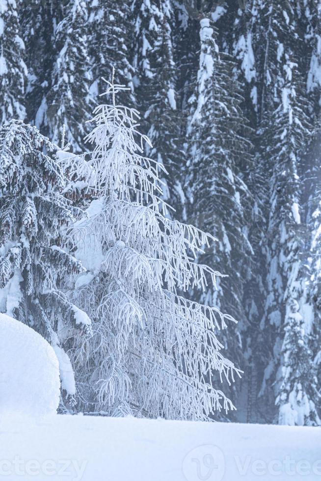 après la chute de neige. dernières lumières du crépuscule à sappada. magie des dolomites photo