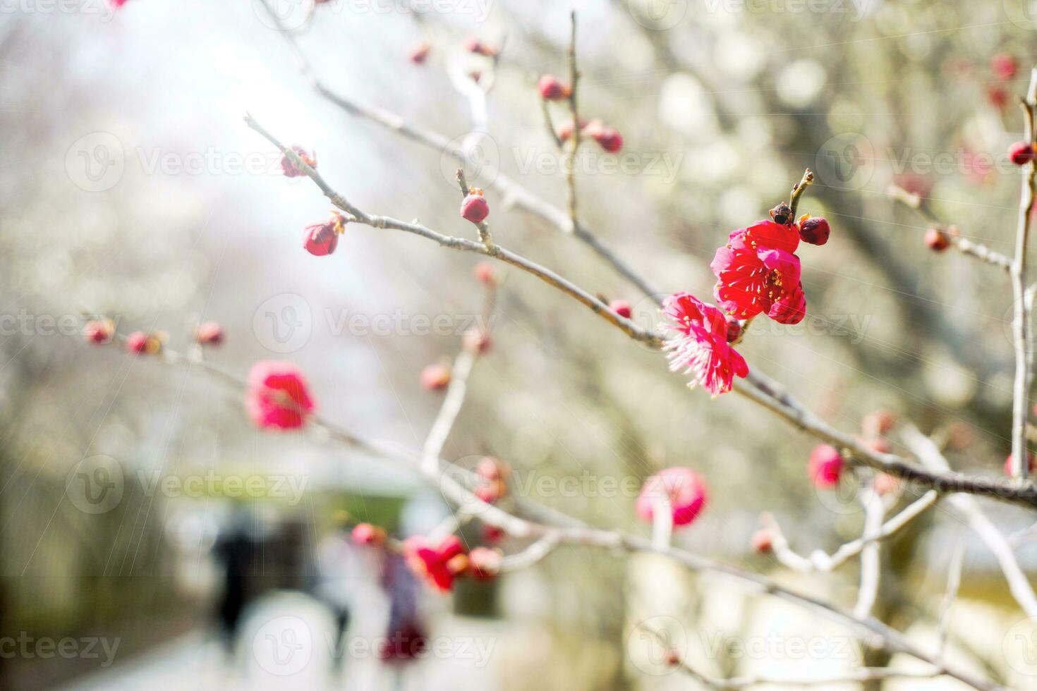 magnifique rouge prune fleur épanouissement sur arbre brunch et floue Contexte. photo