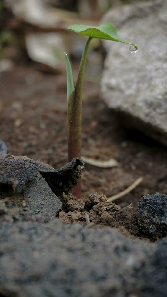 bébé taro les plantes croissance dans le sauvage photo