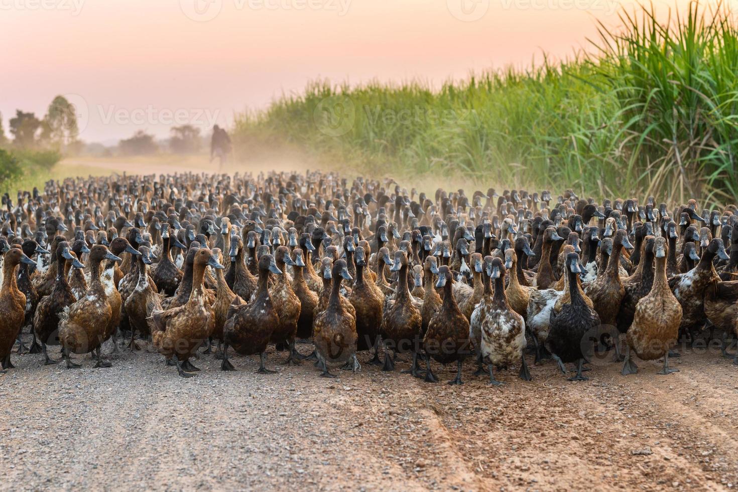 Troupeau de canards avec élevage d'agriculteurs sur chemin de terre photo