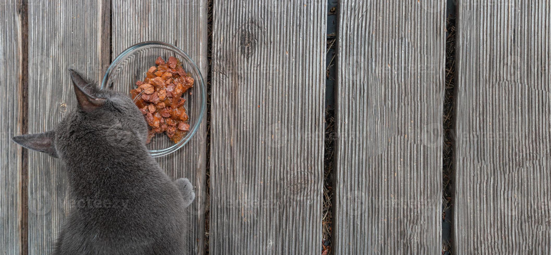 bannière avec un joli chat domestique, le bleu russe gris mange de la gelée dans une assiette en verre comme viande d'animal de compagnie sur la terrasse de la maison avec un espace de copie pour le texte. photo