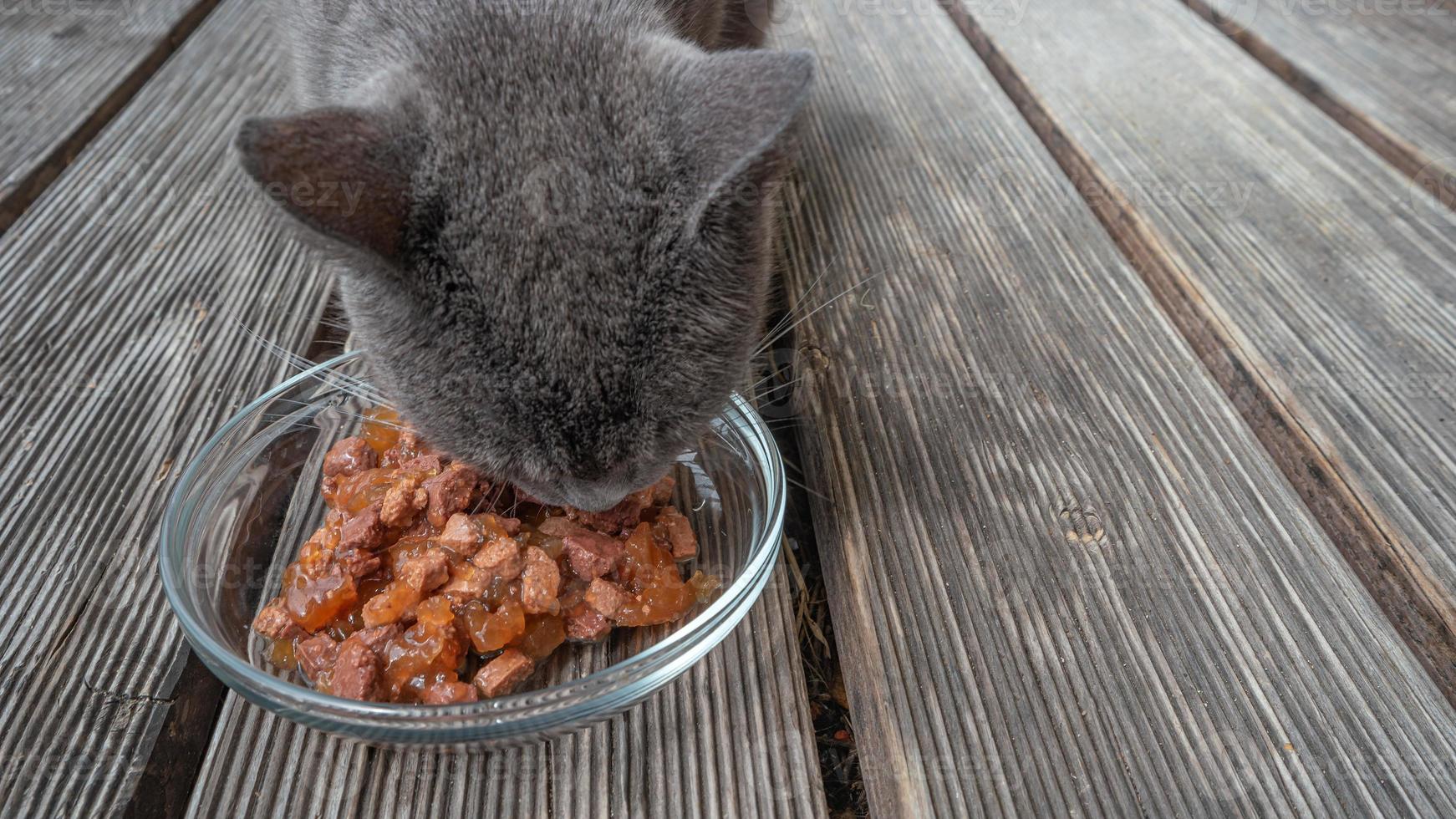 bannière avec un joli chat domestique, le bleu russe gris mange de la gelée dans une assiette en verre comme viande d'animal de compagnie sur la terrasse de la maison avec un espace de copie pour le texte. photo