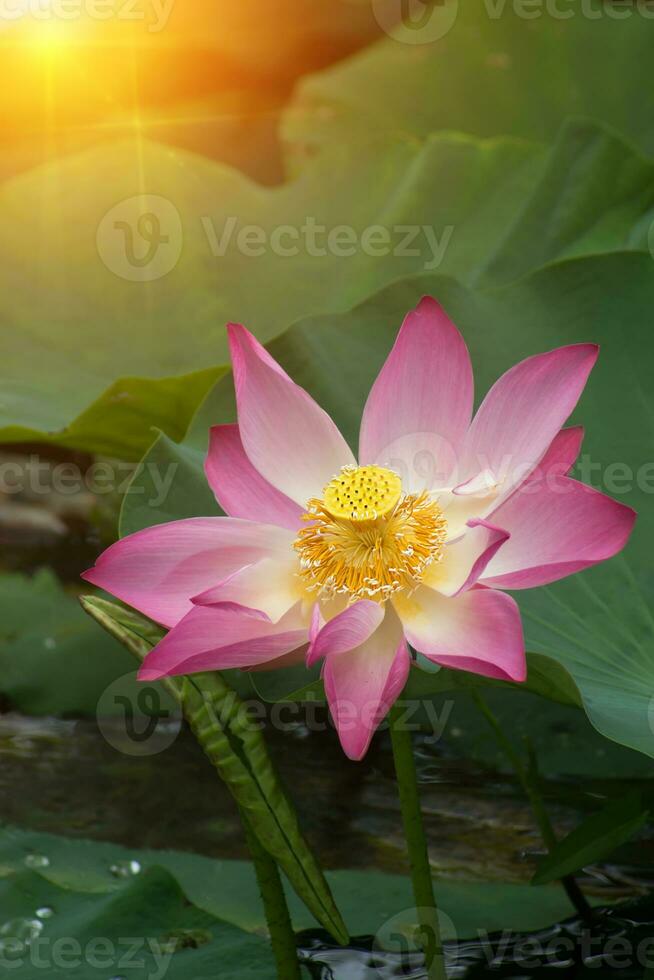 belle fleur de lotus rose photo