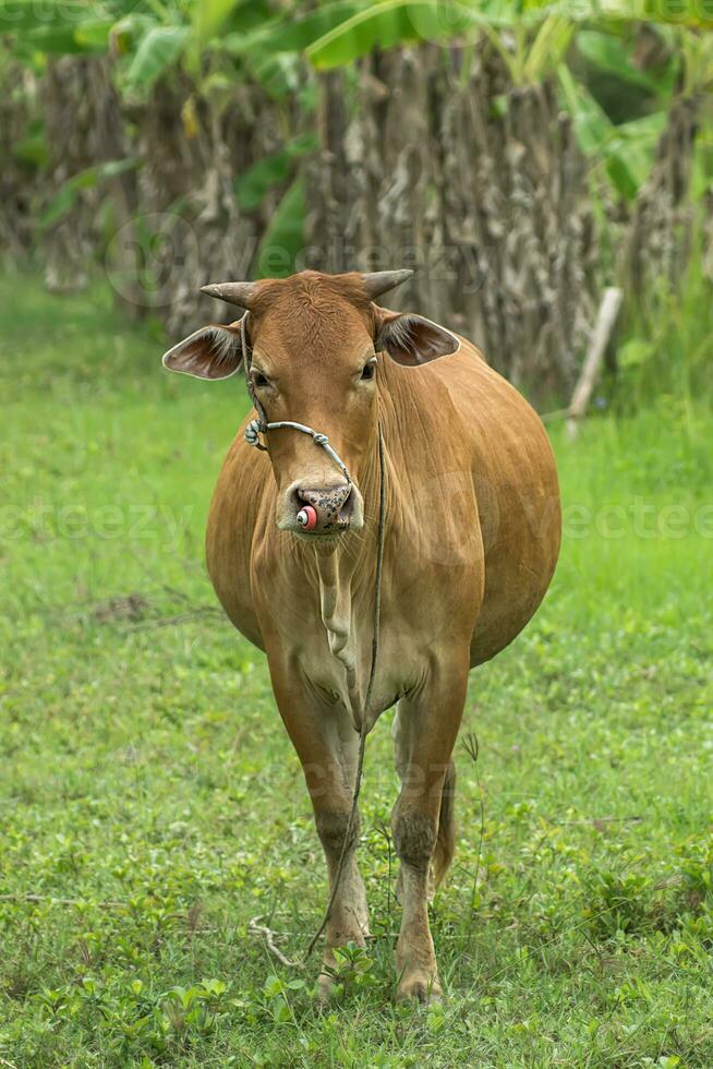 vaches sont à la recherche à tirer. photo