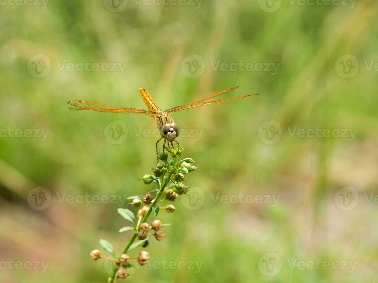 Orange libellule est assis sur une fleur herbe. photo