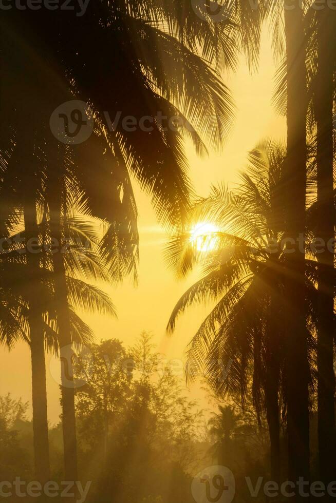 silhouette de noix de coco des arbres avec lever du soleil. photo