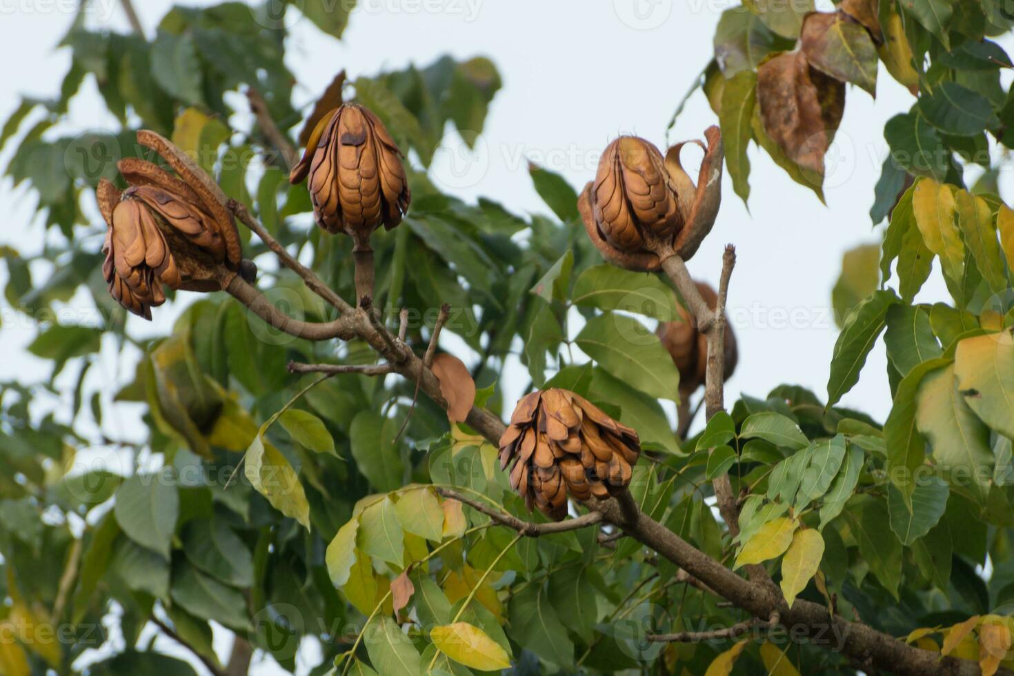 vaste feuille acajou, faux acajou des graines sur arbre. photo