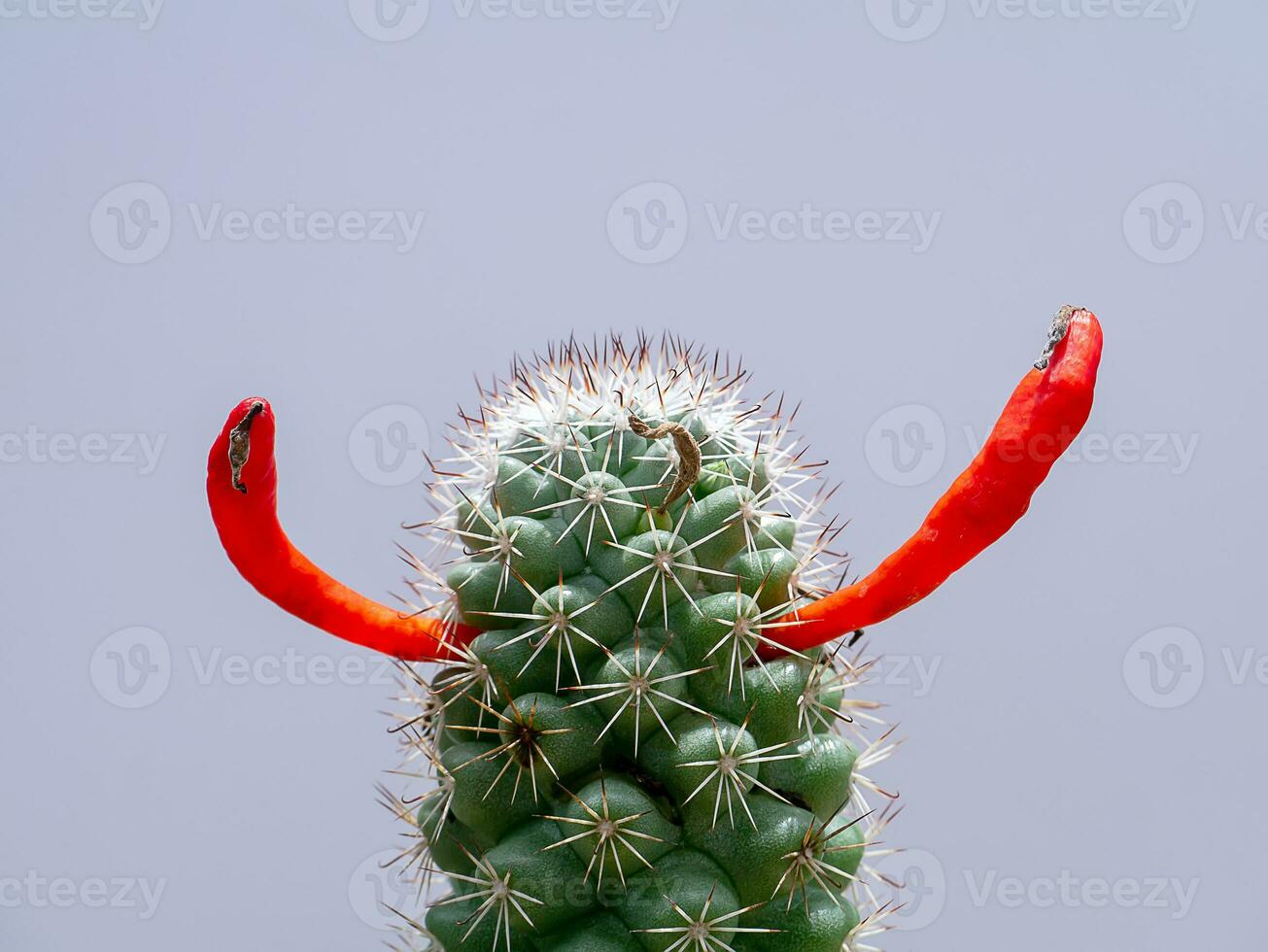 proche en haut rouge fruit de cactus plante avec gris Contexte. photo