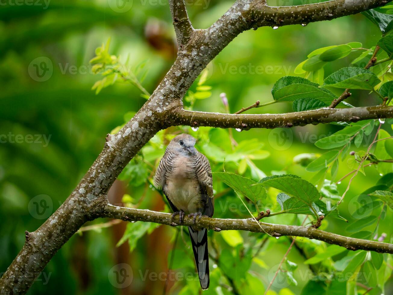 une oiseau perché sur une branche dans le pluvieux saison avec brouiller Contexte photo