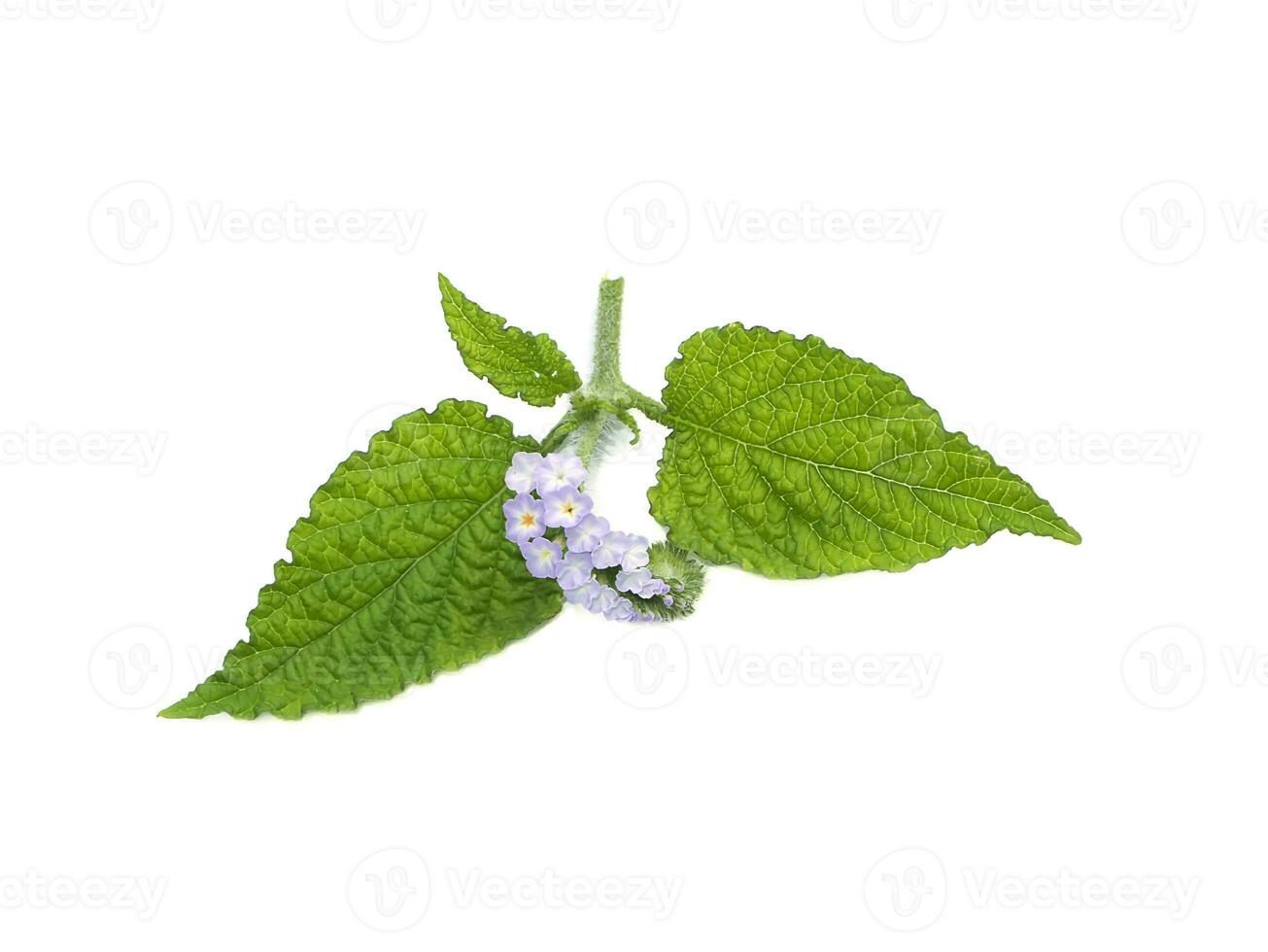 proche en haut Indien héliotrope fleur avec feuille sur blanc Contexte. photo