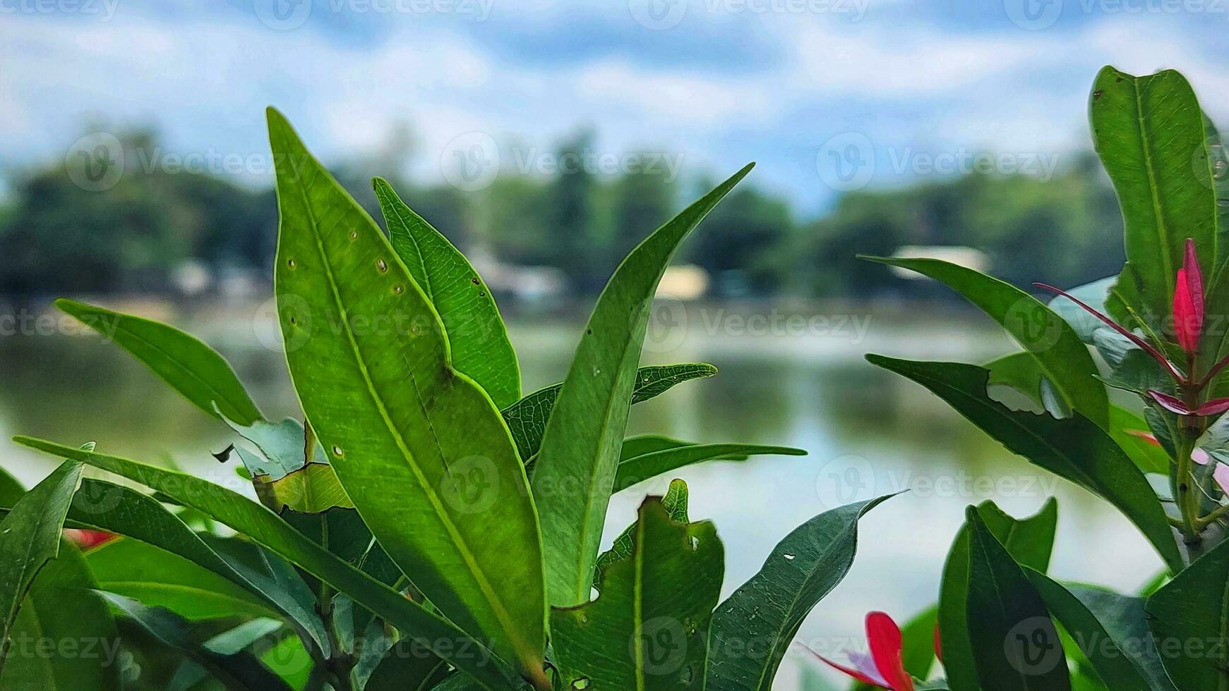 une vue de une Lac avec vert les plantes et rouge fleurs photo