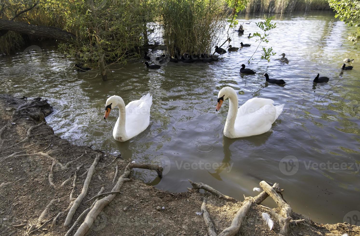 cygnes et canards dans l'étang photo