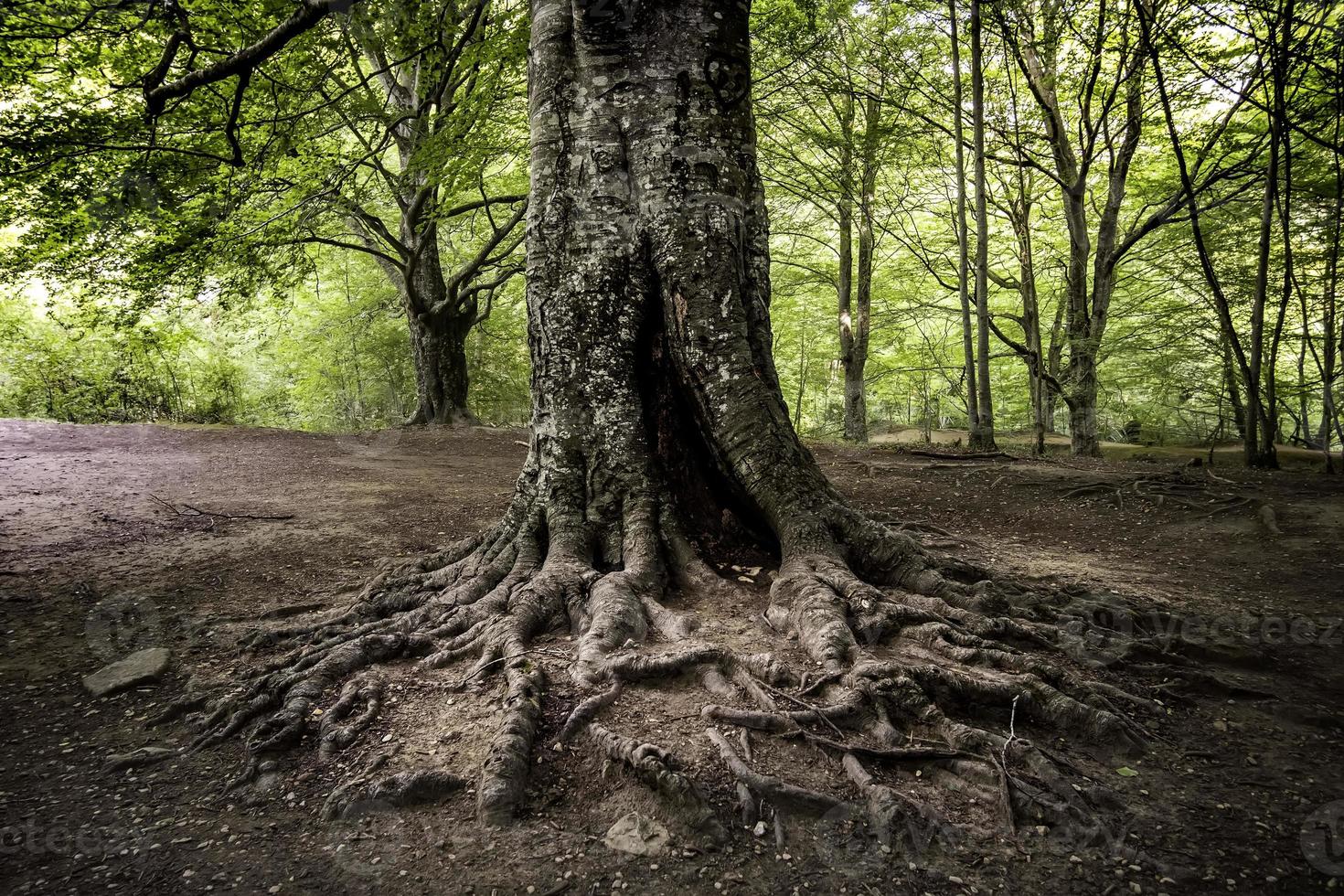 vieil arbre avec des racines photo