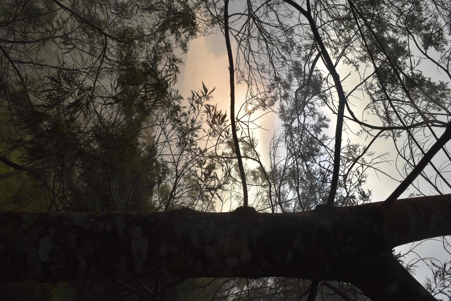 bois dans la forêt photo