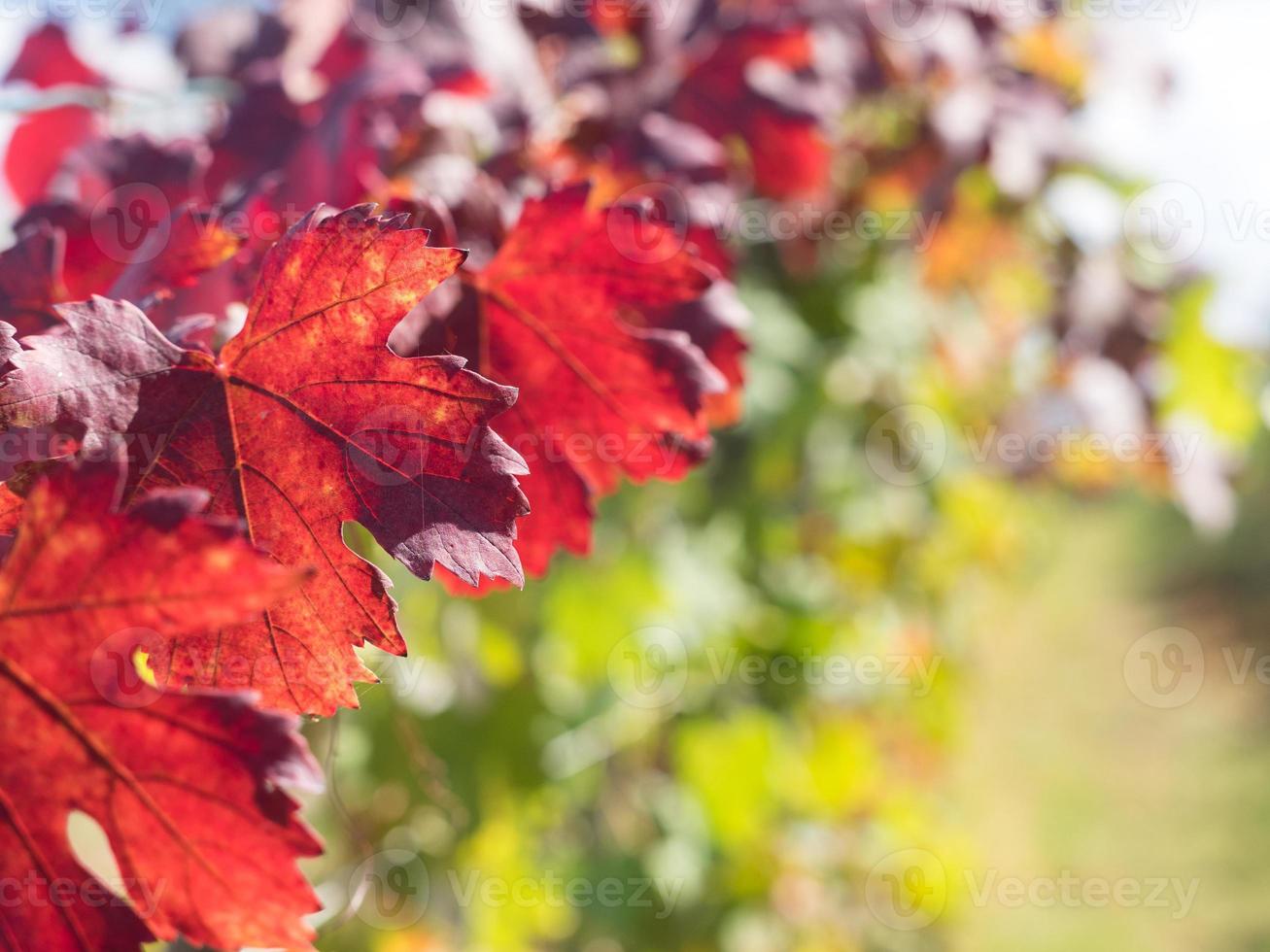 feuilles d'automne orange et rouge photo