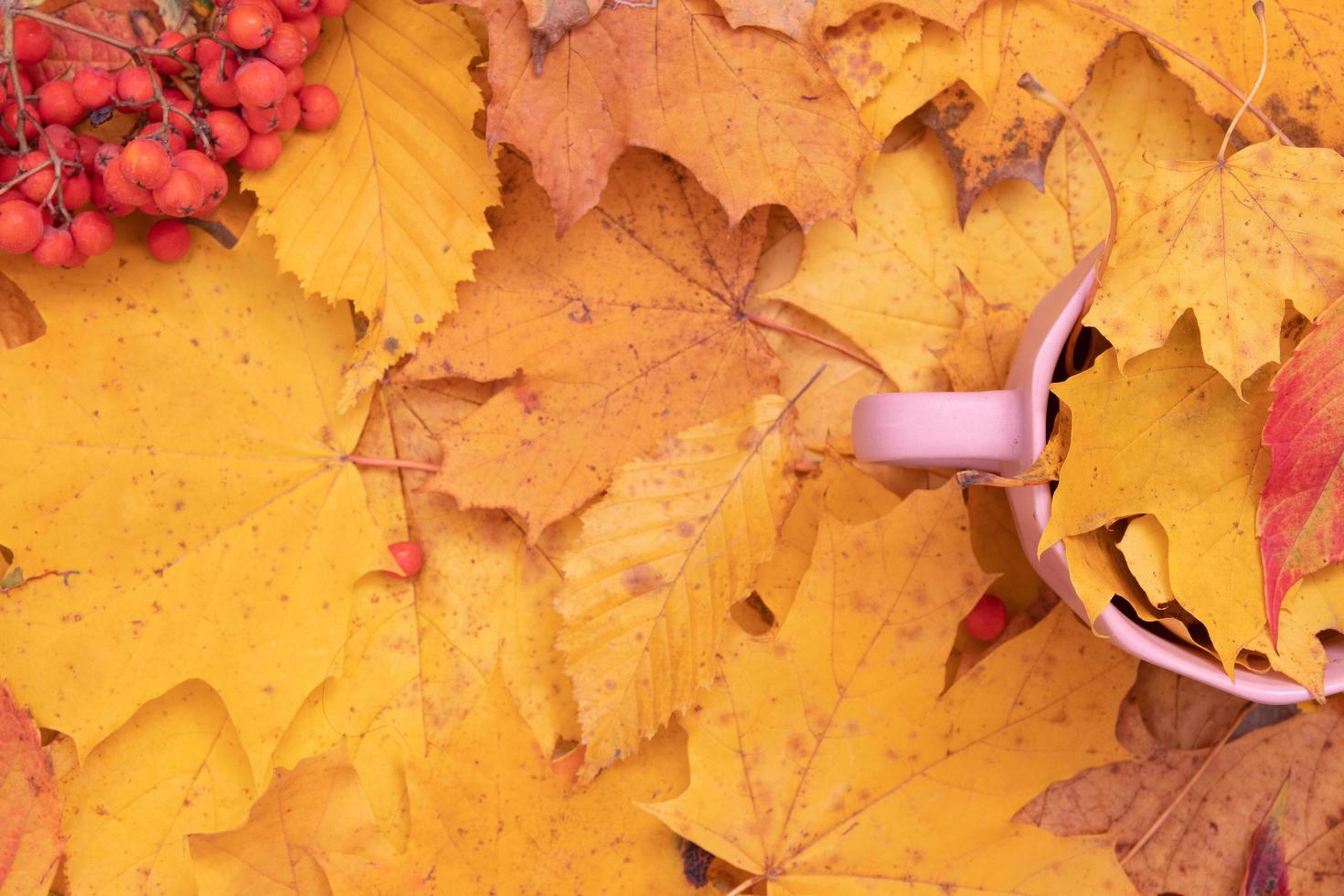 feuilles tombées d'automne et sorbier des oiseleurs avec une tasse. boisson d'automne abstraite créative photo