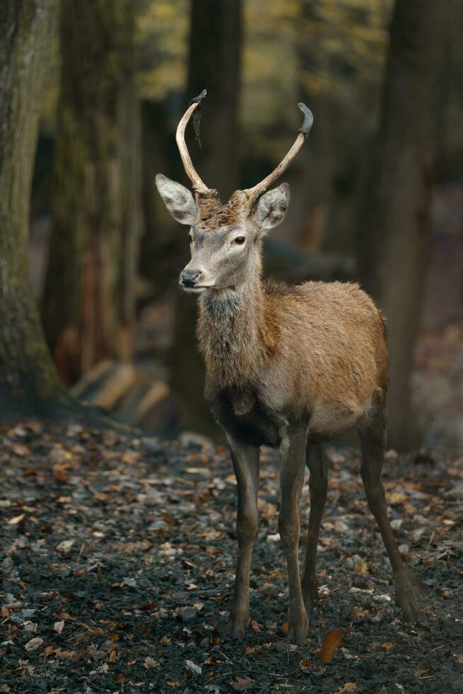 portrait de rouge cerf dans zoo photo