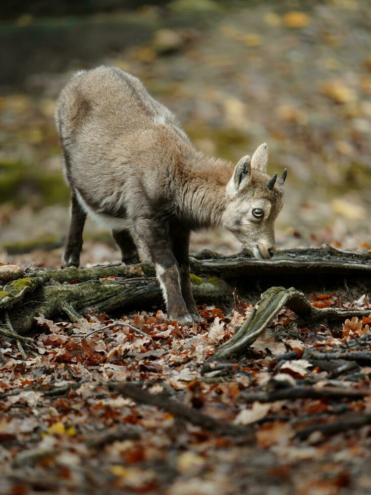 portrait de alpin ibex dans zoo photo