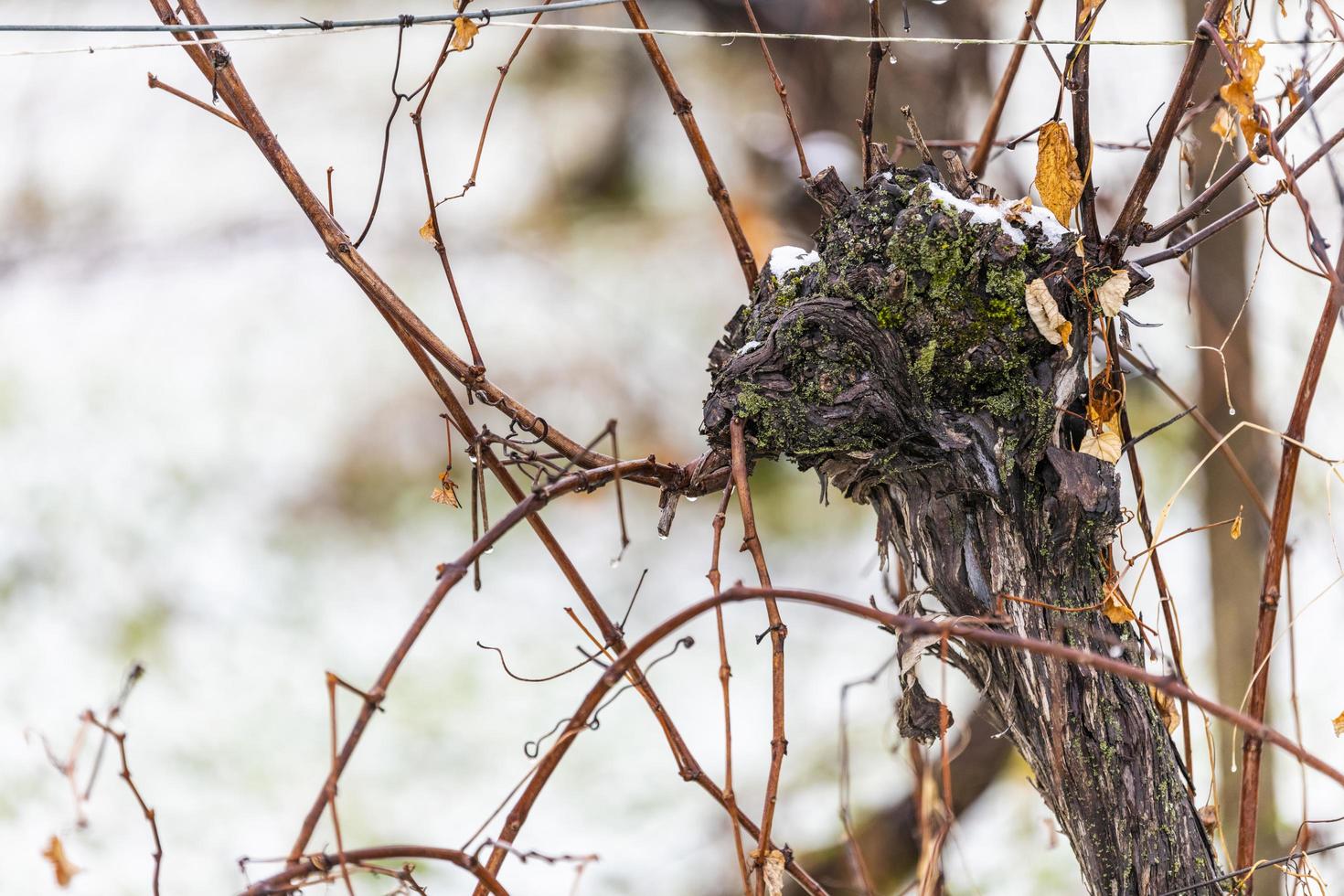 première neige sur les villes des collines. entre l'automne et l'hiver photo