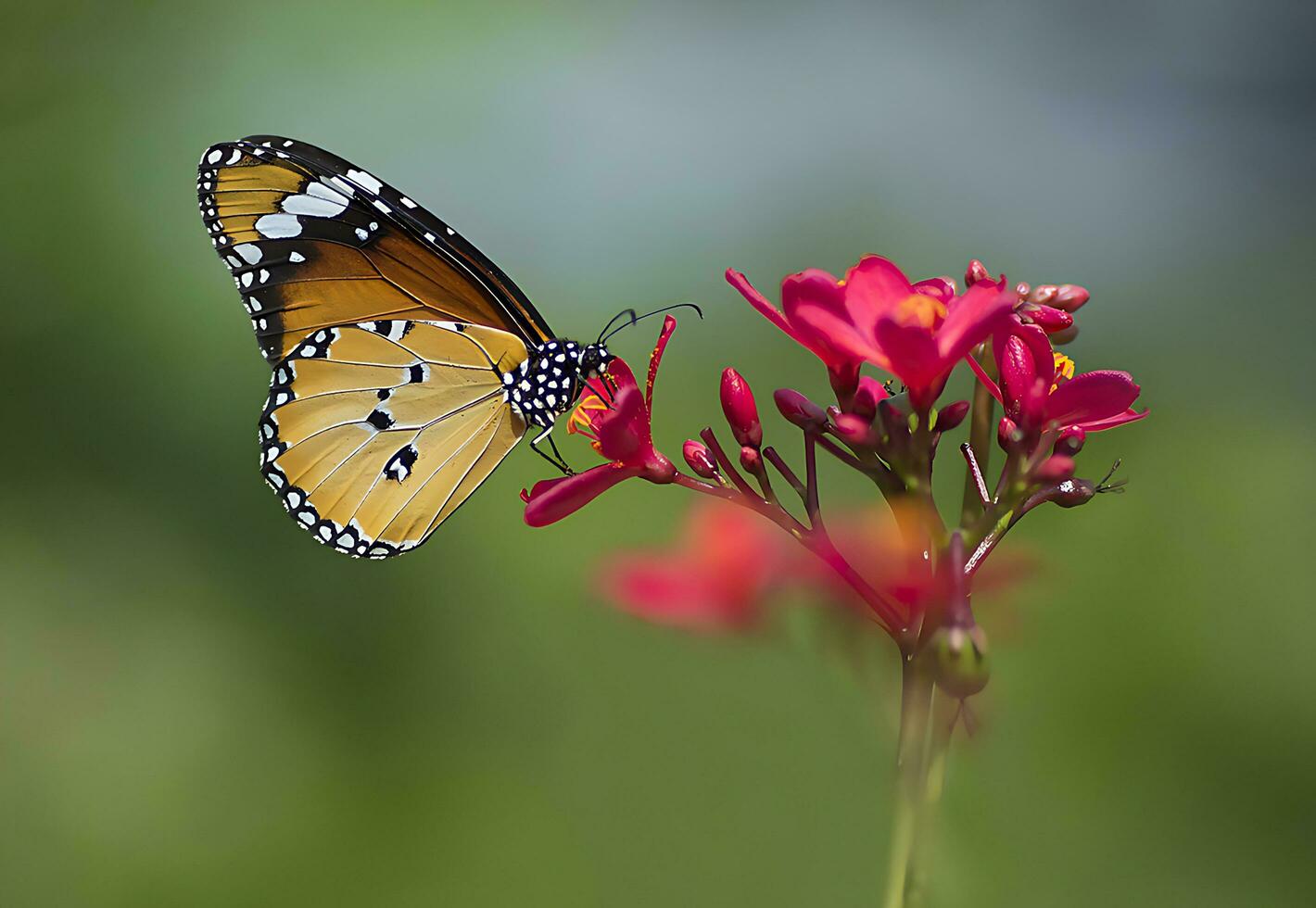 magnifique papillon sur fleur, magnifique papillon, papillon la photographie photo