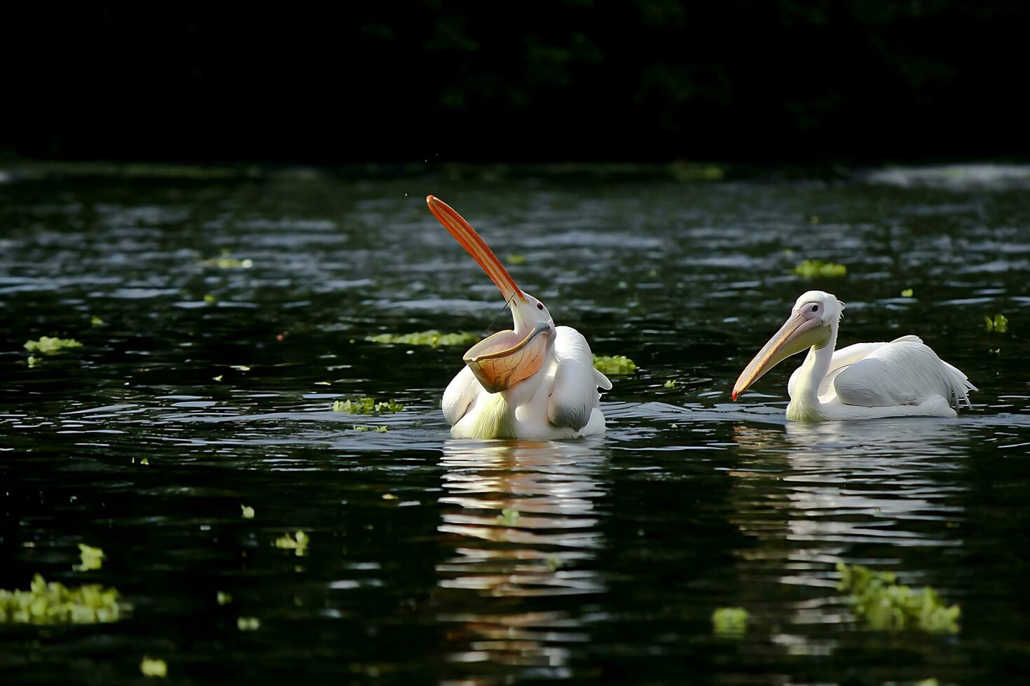 oiseau la photographie, oiseau image, plus magnifique oiseau la photographie, la nature la photographie photo