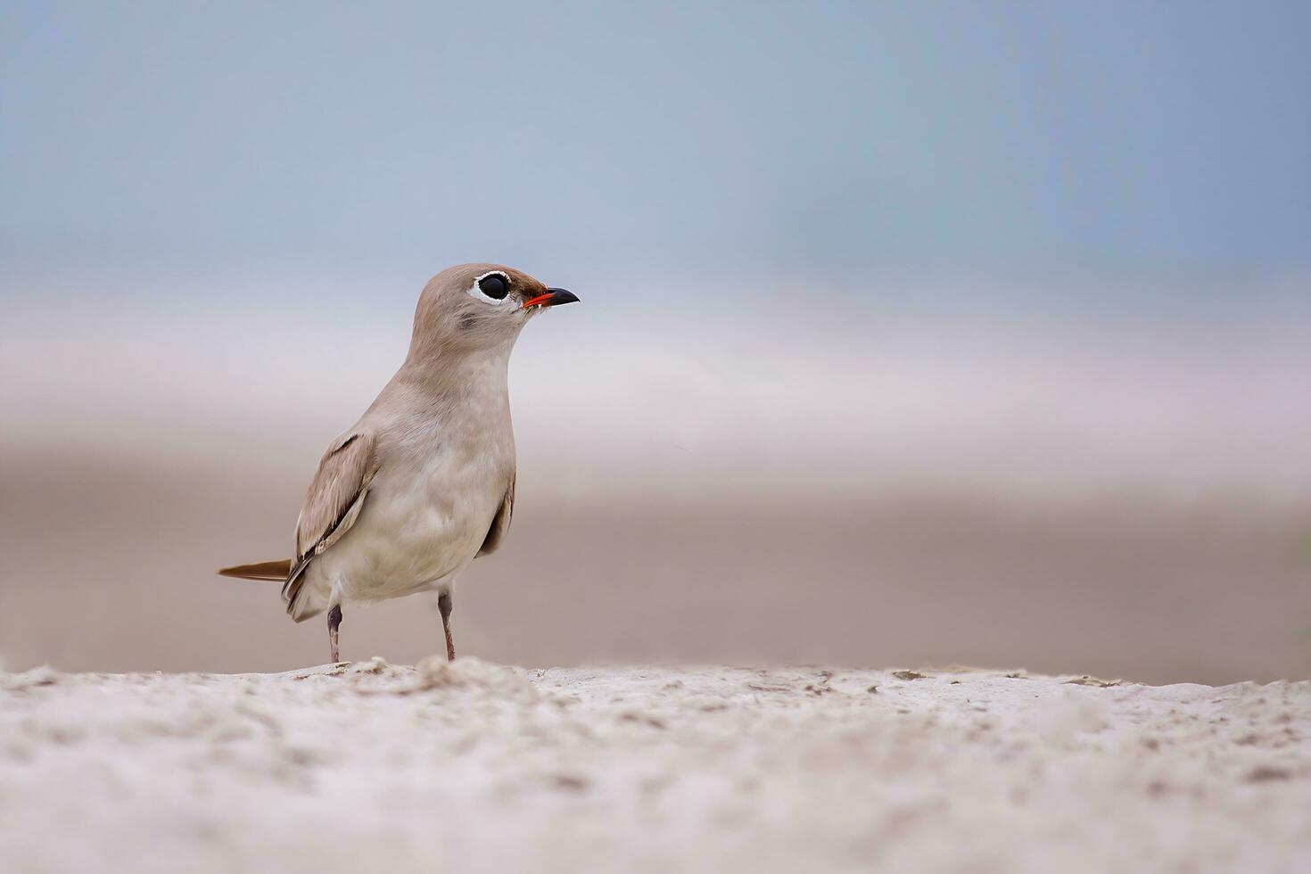 oiseau photographie, oiseau des photos, la plupart magnifique oiseau la photographie, la nature la photographie photo