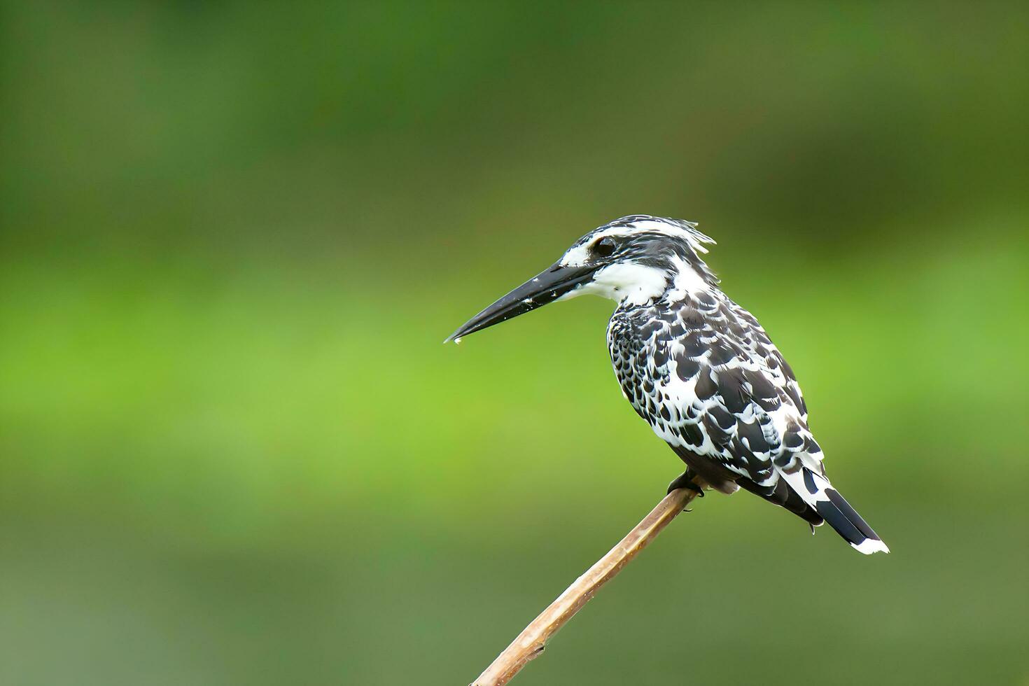 oiseau photographie, oiseau des photos, la plupart magnifique oiseau la photographie, la nature la photographie photo