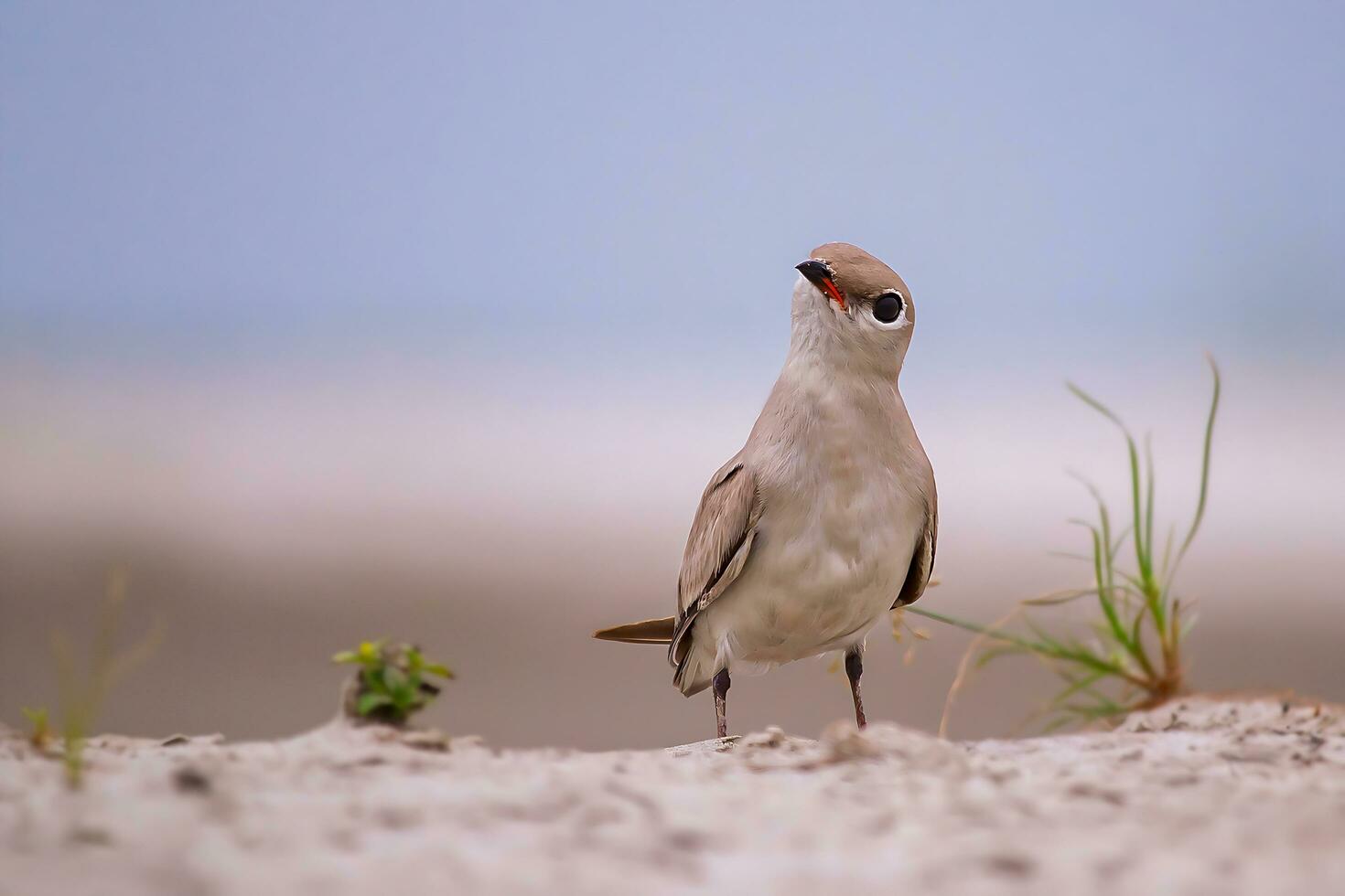 oiseau photographie, oiseau des photos, la plupart magnifique oiseau la photographie, la nature la photographie photo