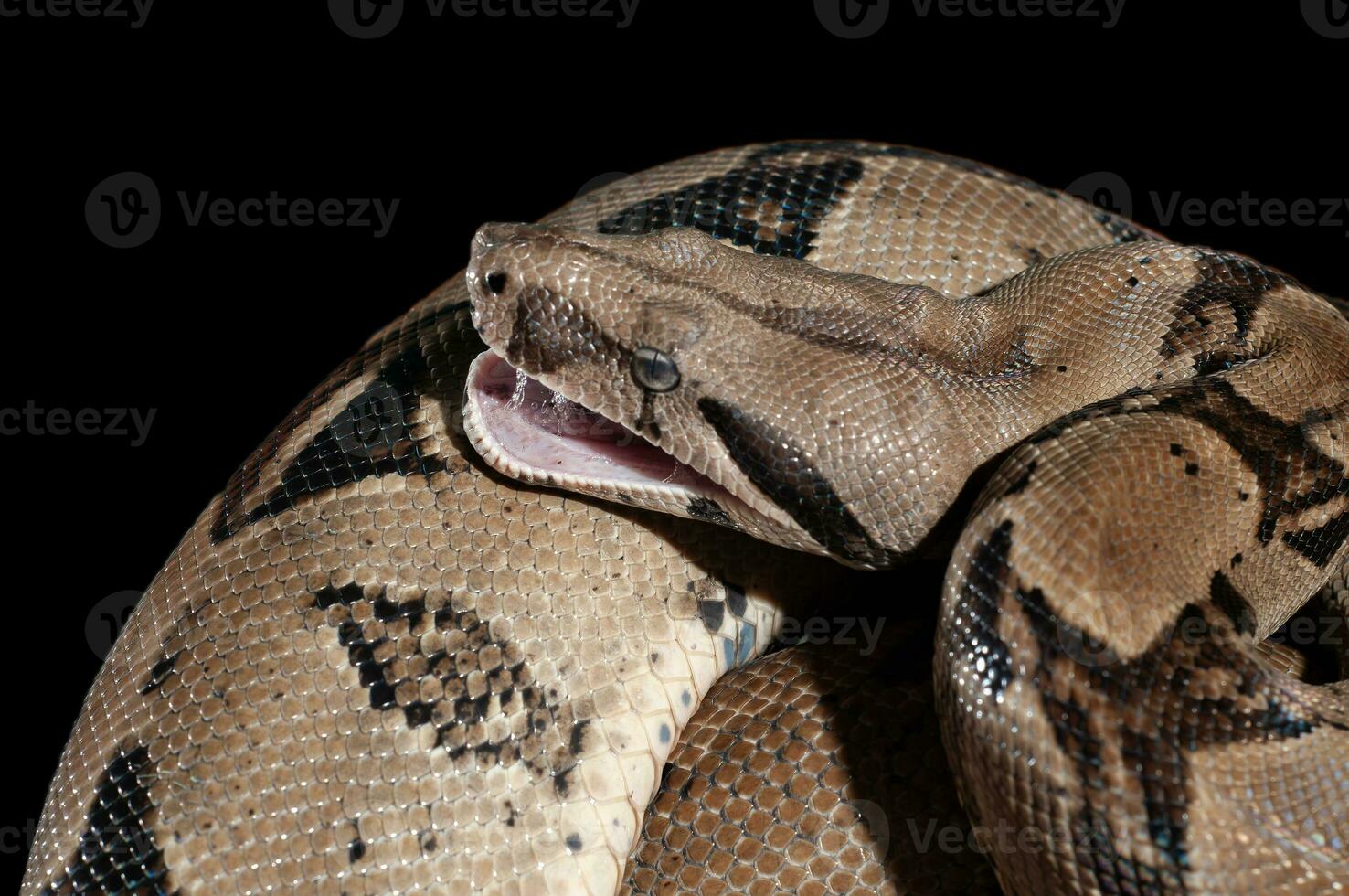 ular sanca ou malayopython réticulatus serpent photo