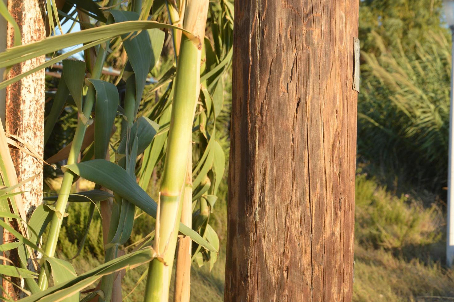 le bambou pousse sur la côte égéenne sur l'île de rhodes en grèce photo