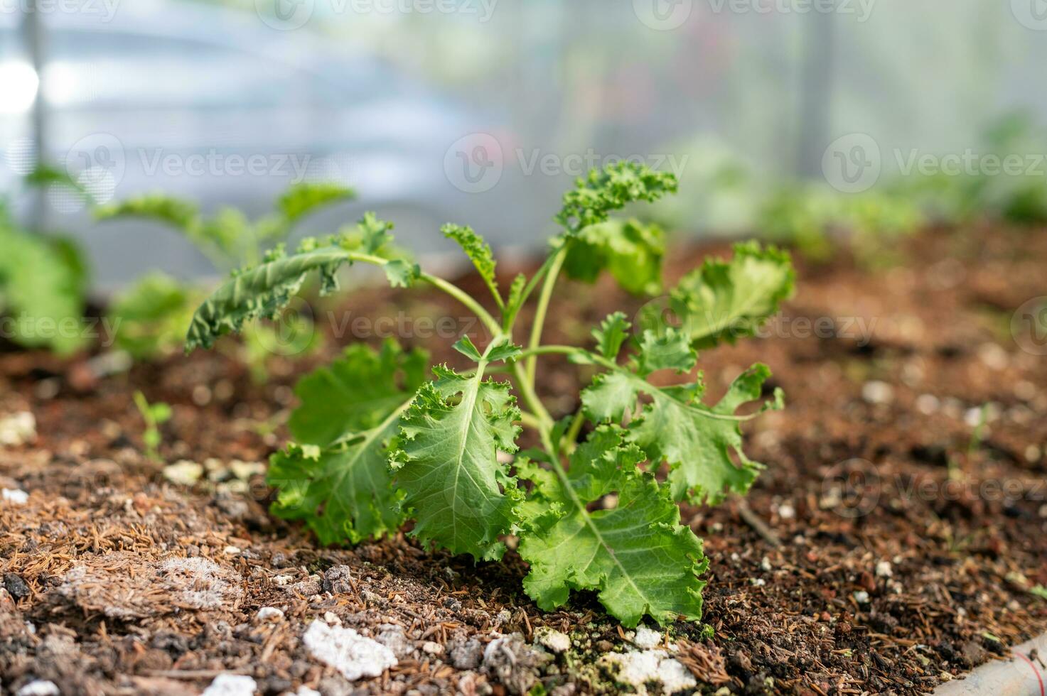 chou frisé les plantes dans le serre photo