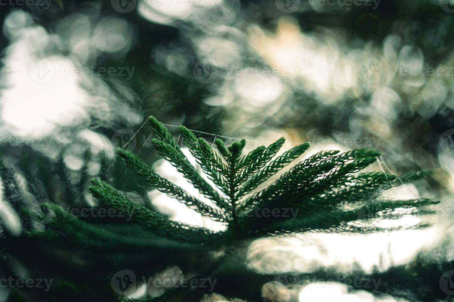 foncé vert pin branches et feuilles dans le Matin photo