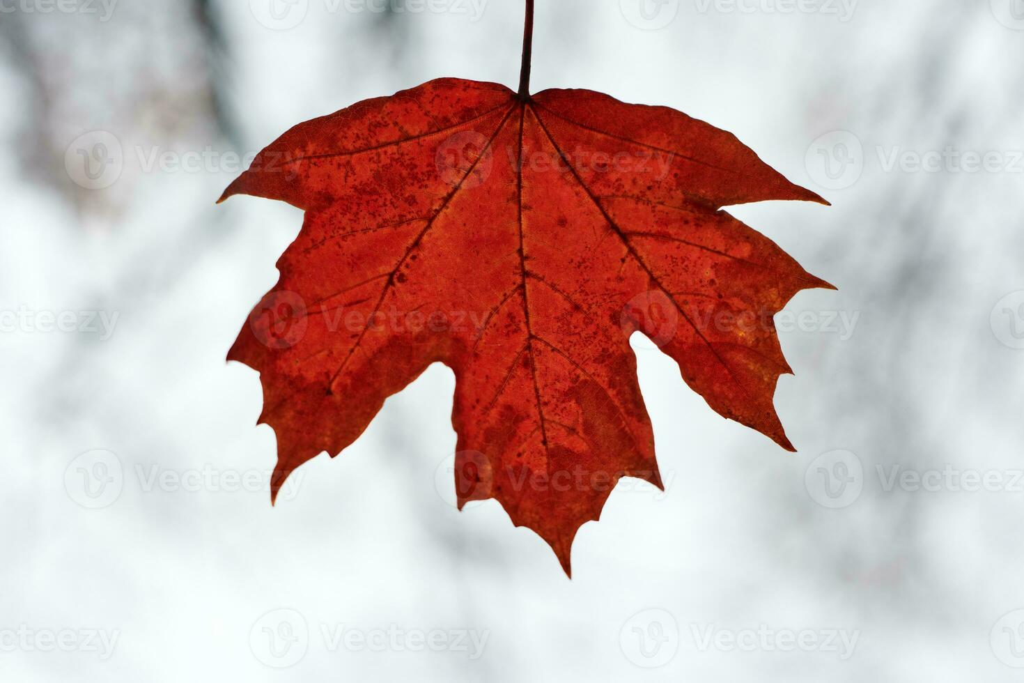 feuille d'automne rouge sur fond de ciel bleu photo