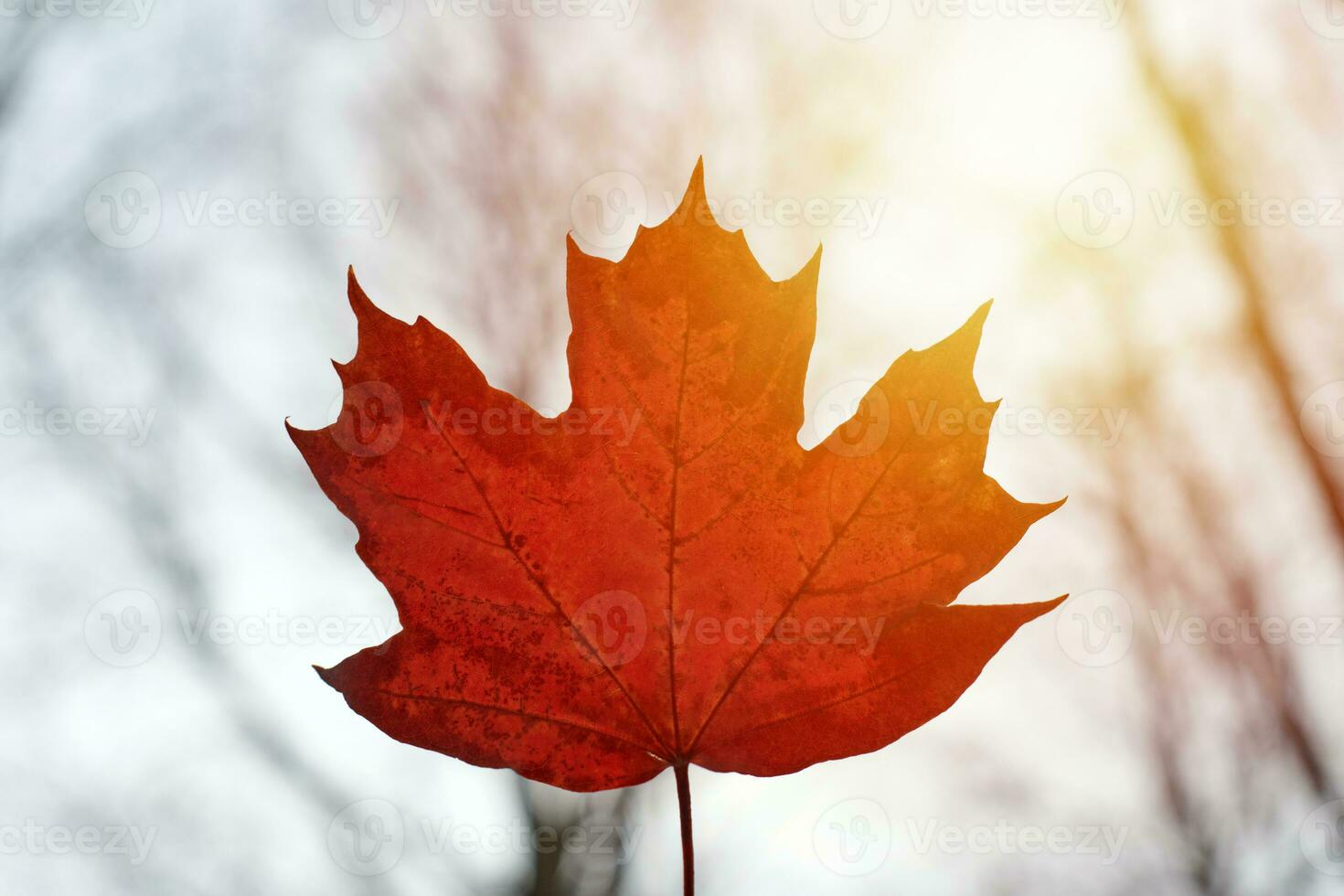feuille d'automne rouge sur fond de ciel bleu photo