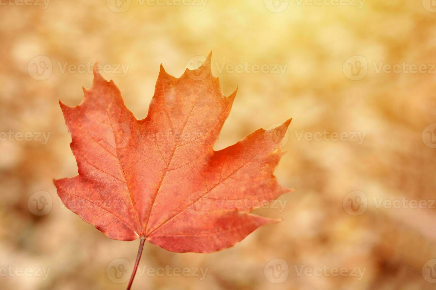 feuille d'automne rouge sur fond de feuillage jaune photo