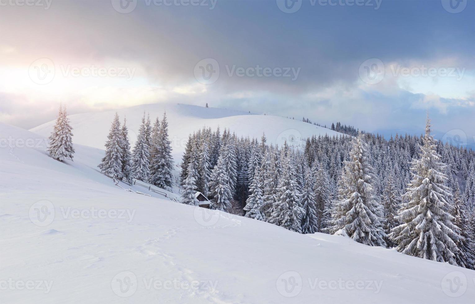 épinettes blanches majestueuses qui brillent par la lumière du soleil. scène hivernale pittoresque et magnifique. emplacement place parc national des carpates, ukraine, europe. station de ski des alpes photo