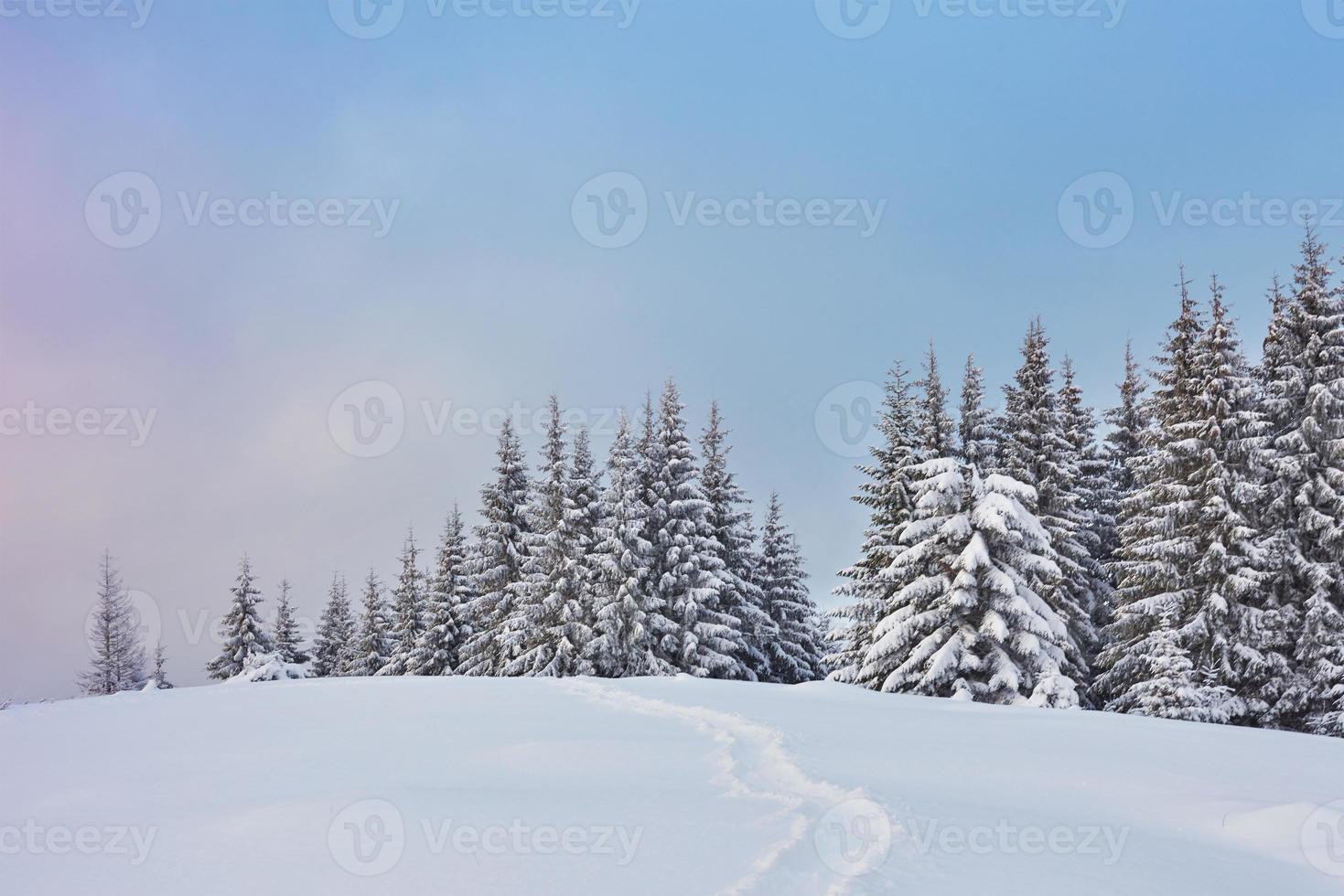 épinettes blanches majestueuses qui brillent par la lumière du soleil. scène hivernale pittoresque et magnifique. emplacement place parc national des carpates, ukraine, europe. station de ski des alpes photo