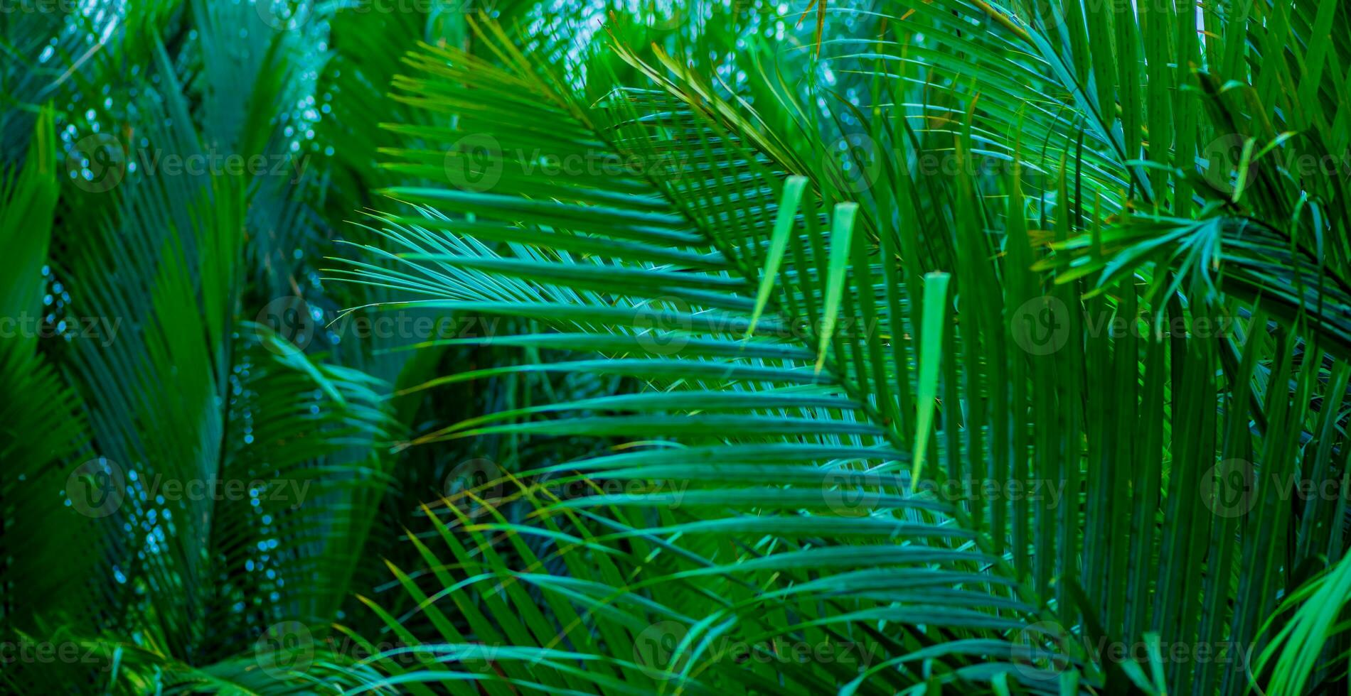 le fond naturel des feuilles de palmier dans une forêt tropicale. photo