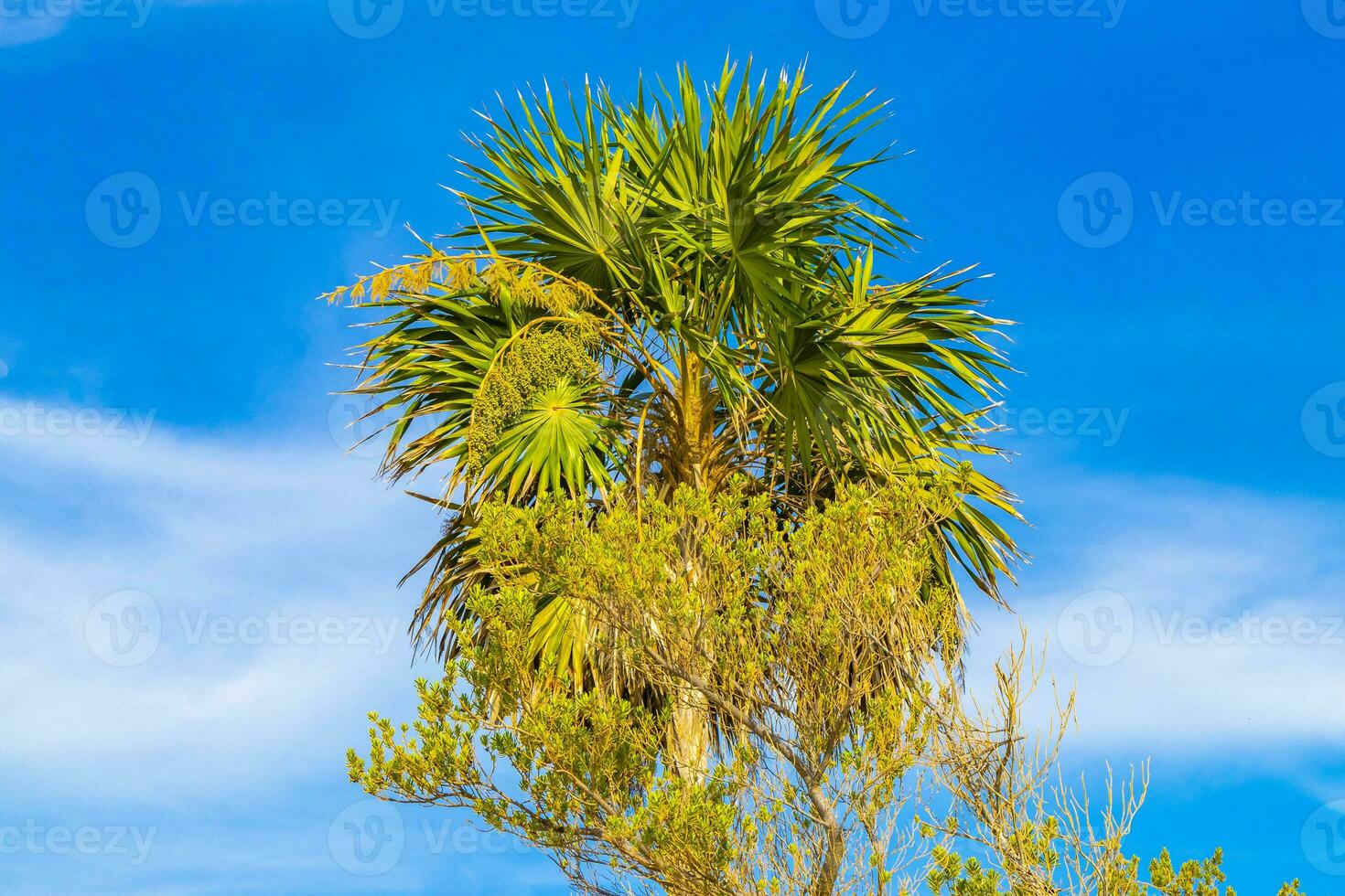 tropical vert exotique Caraïbes Maya chit paume paumes forêt tropicale Mexique. photo