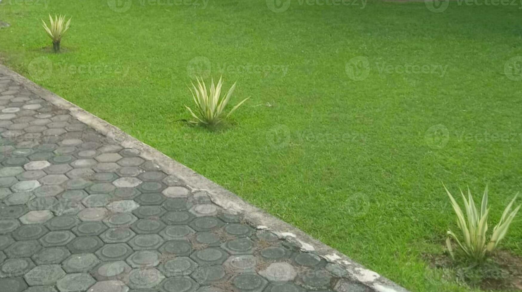 une herbe avec ombre réflexion dans le lumière du jour photo