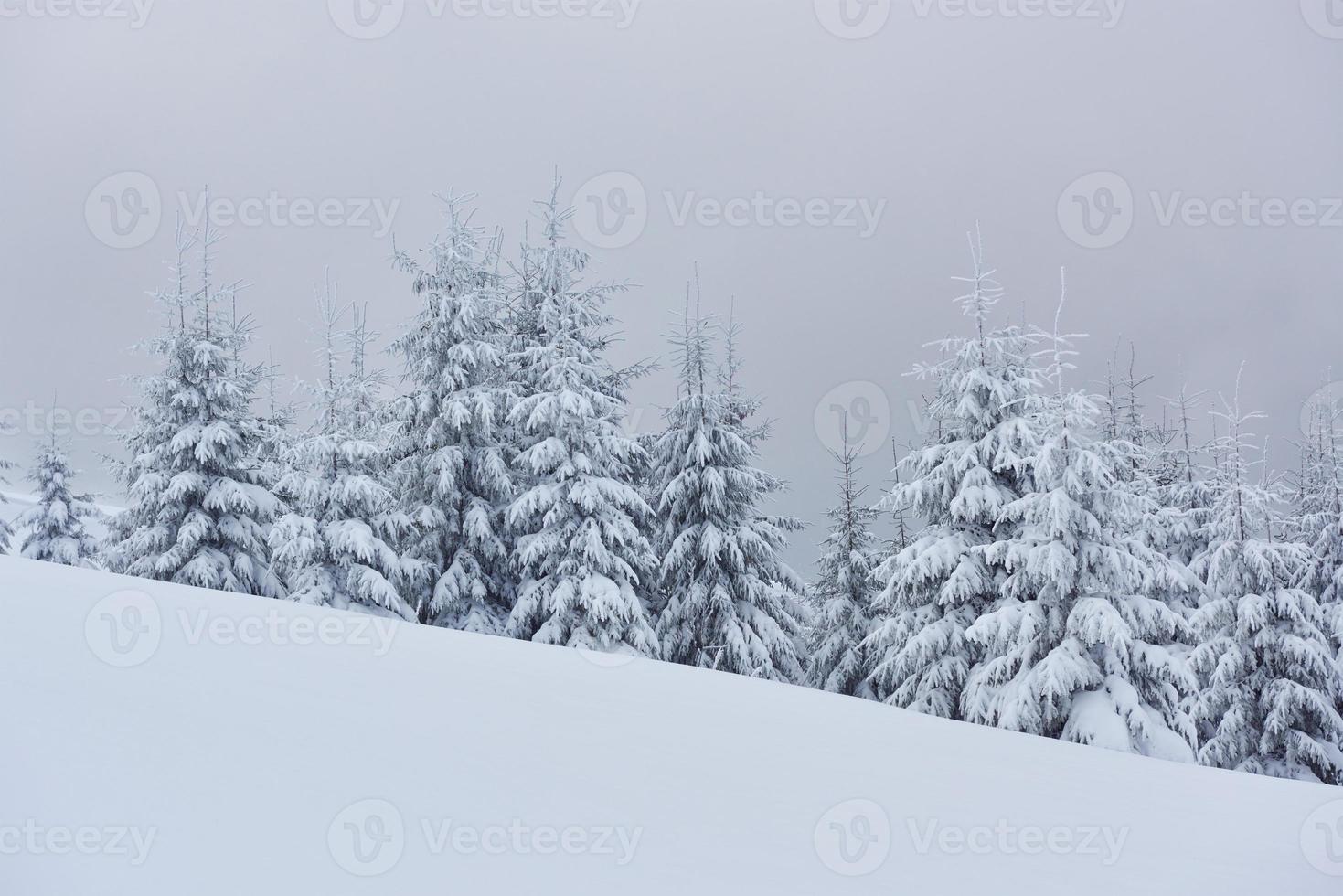 matin hiver paysage de montagne calme avec de beaux sapins glacés et des pistes de ski à travers des congères sur le versant de la montagne photo