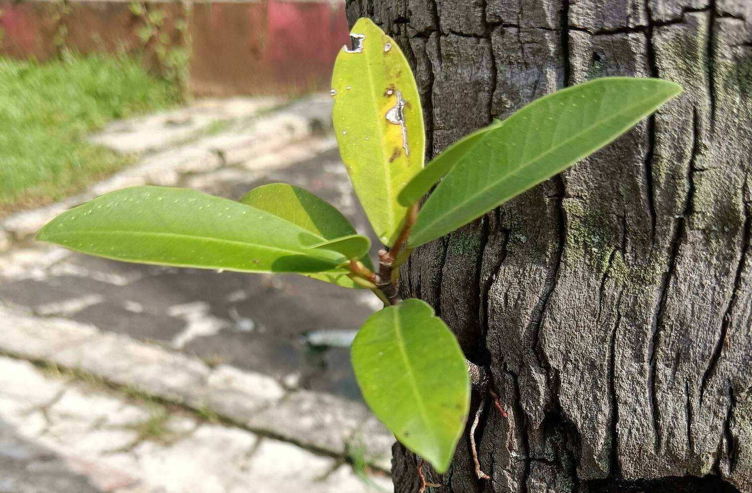 une noix de coco arbre photo