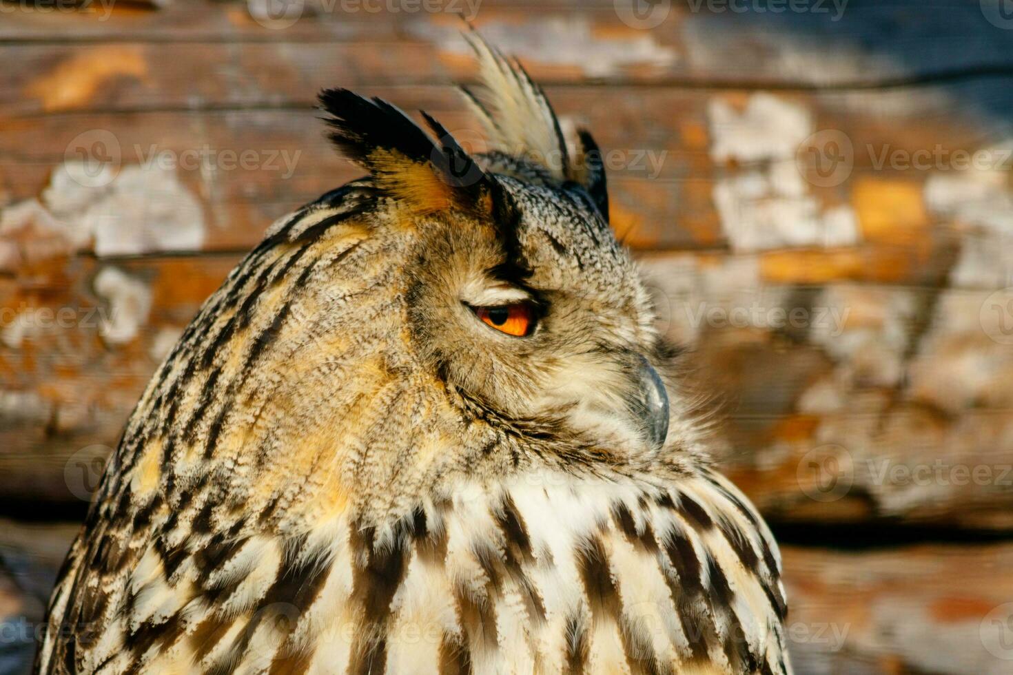 magnifique hibou avec Jaune yeux et le bec photo