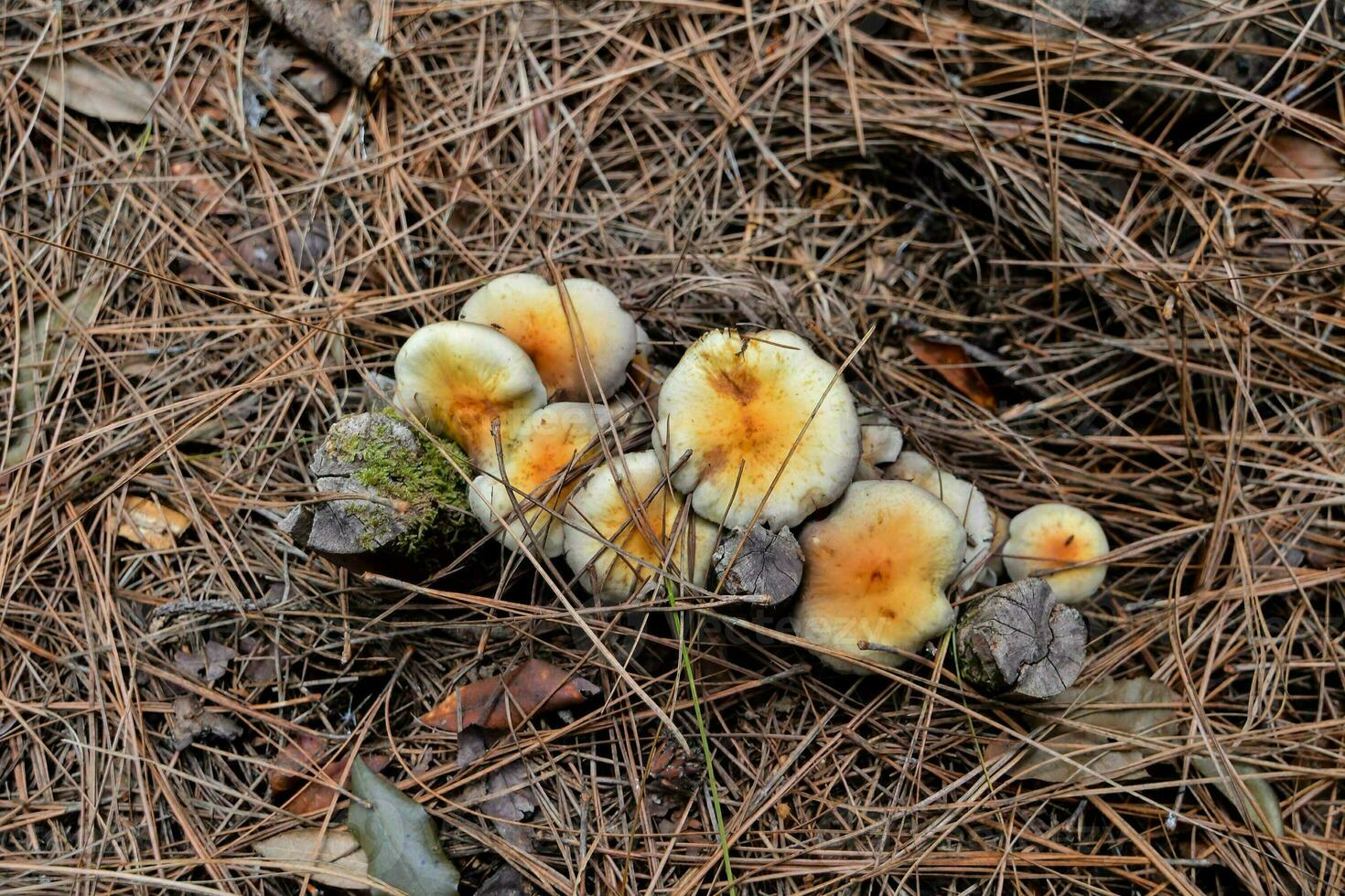 une groupe de champignons croissance dans le sol photo