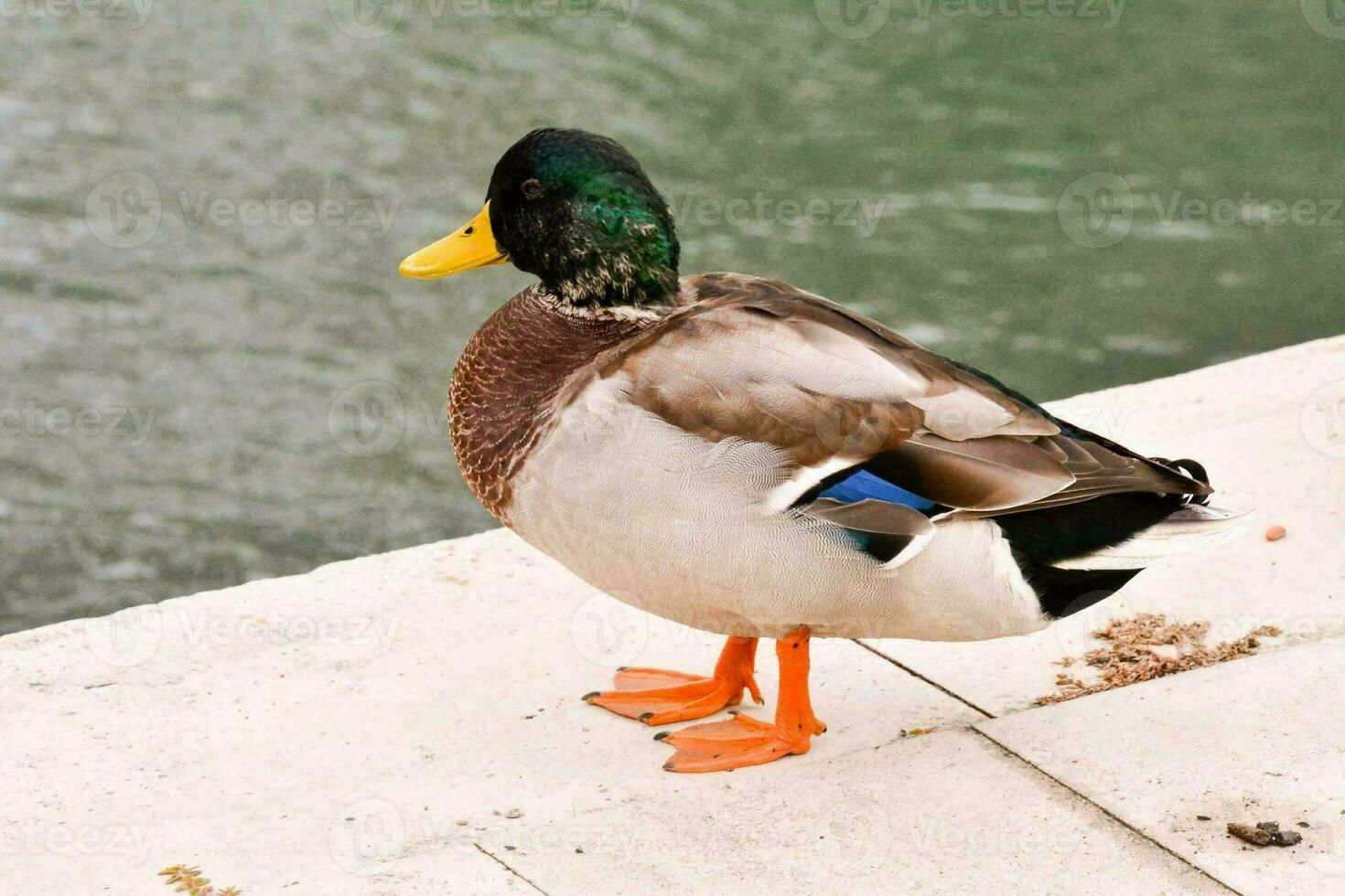 une canard permanent sur une rebord près une corps de l'eau photo