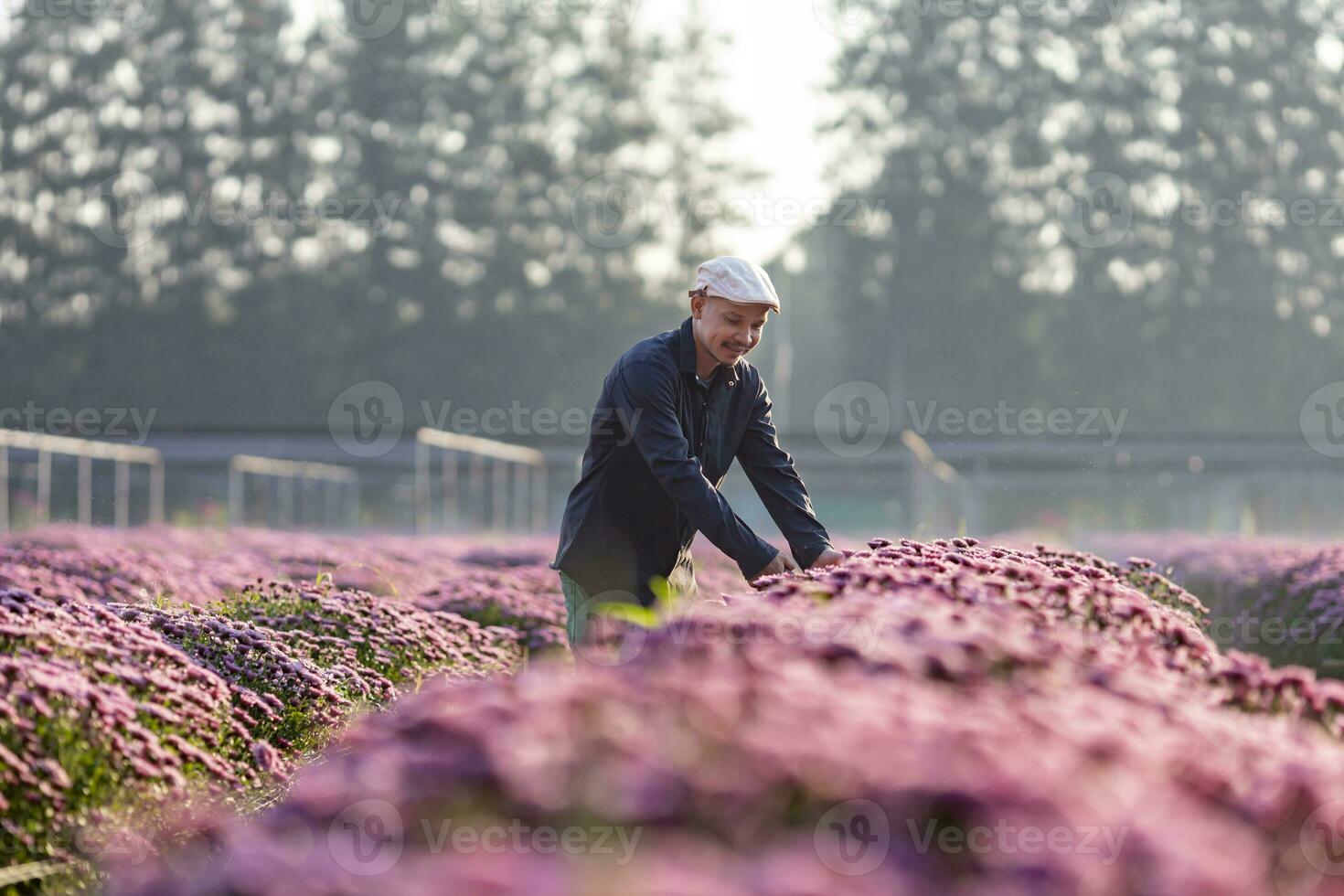 asiatique agriculteur et fleuriste est Coupe violet chrysanthème fleur en utilisant sécateur pour Couper fleur affaires pour mort titre, cultivation et récolte saison concept photo