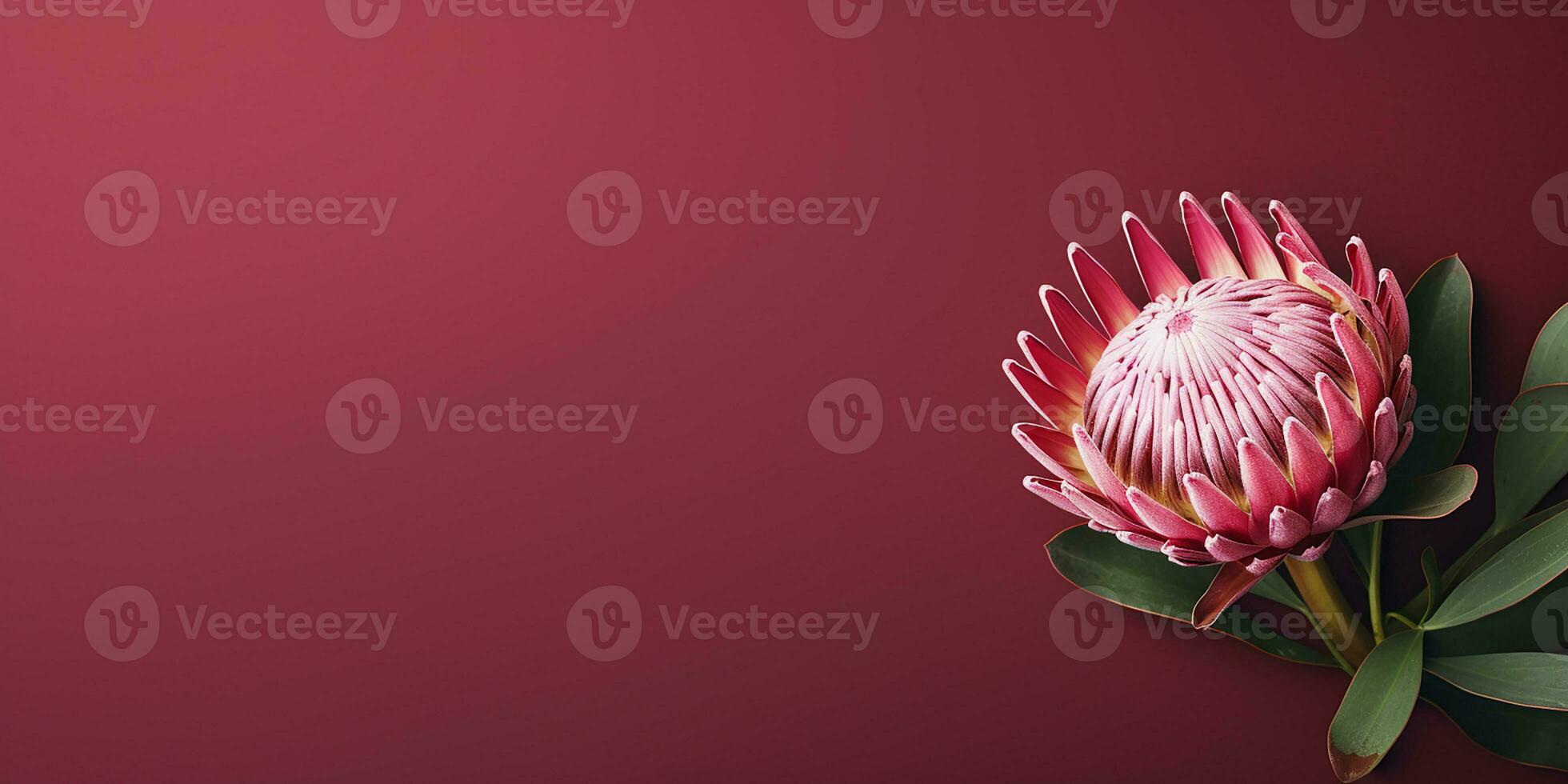 ai généré tropical rose protea fleur sur une foncé rose Contexte. élégant arrière-plan, espace pour texte photo